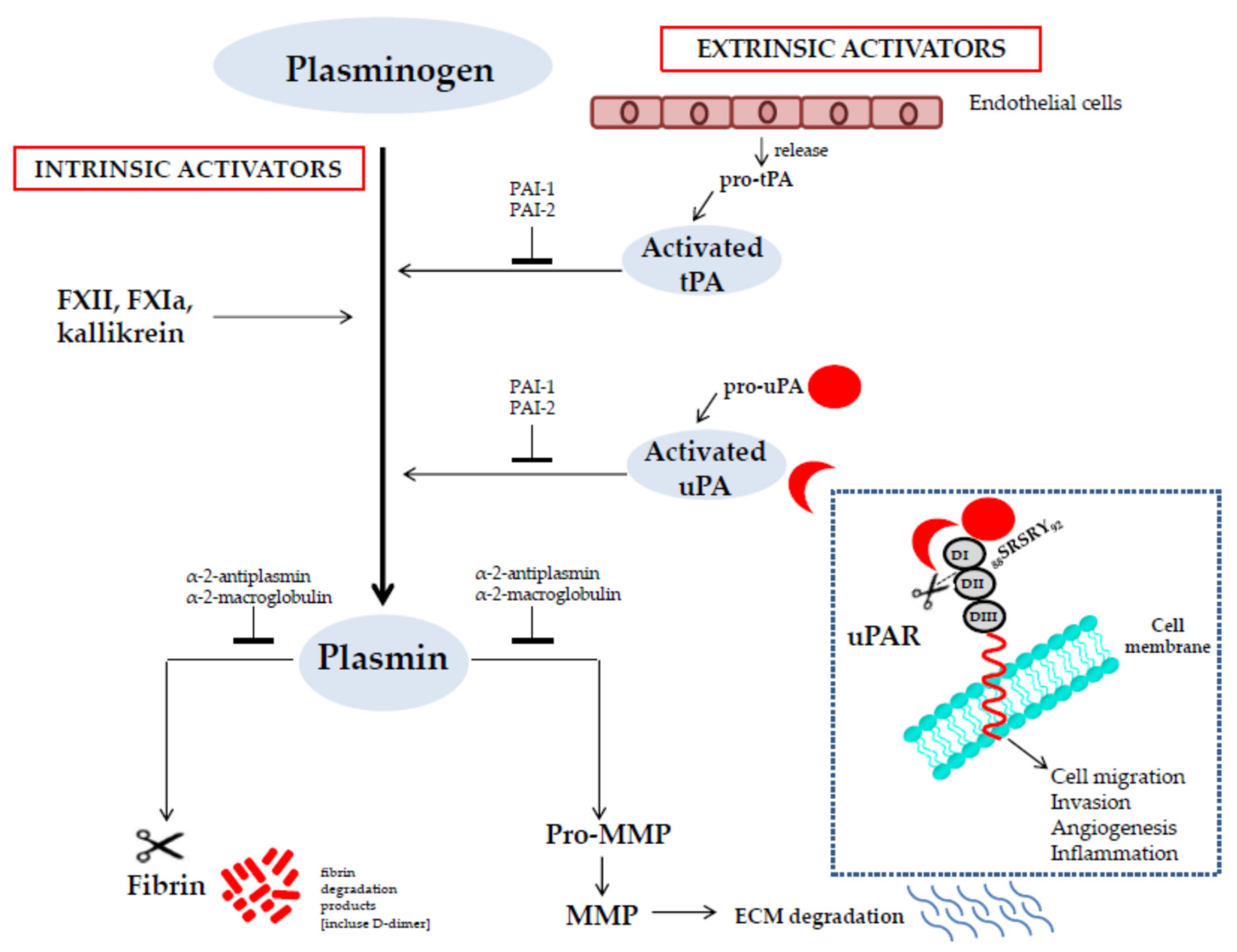 Plasminogen Activator Inhibitor-1 Is a Marker and a Mediator of