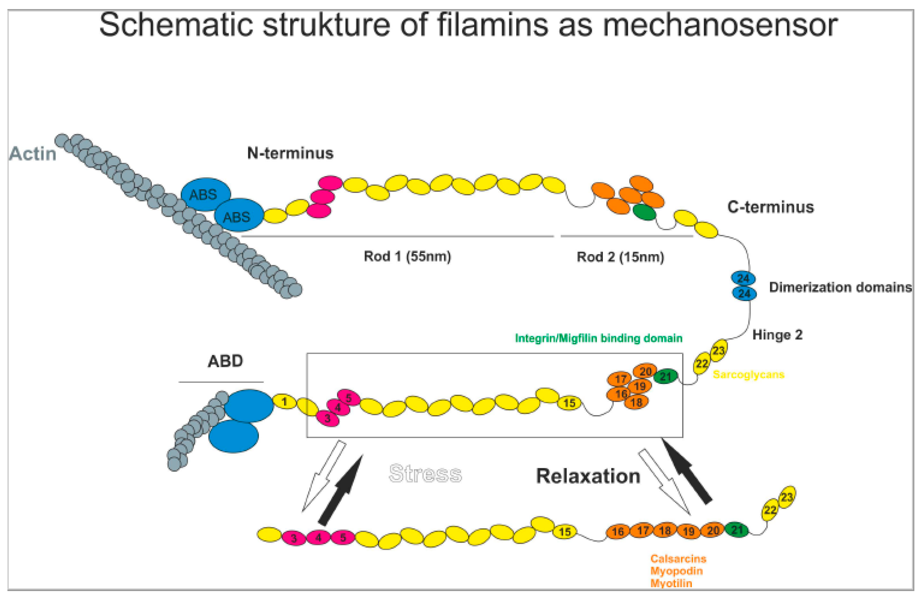 FLNC-Associated Myofibrillar Myopathy