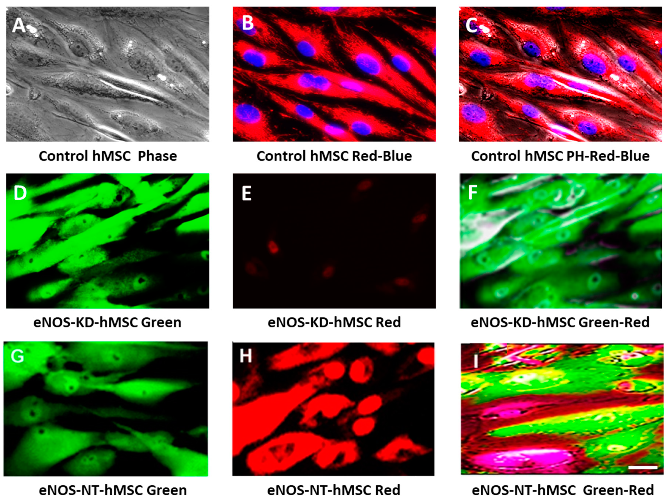 Jcm 10 00631 g002 Jcm 10 00631 g002