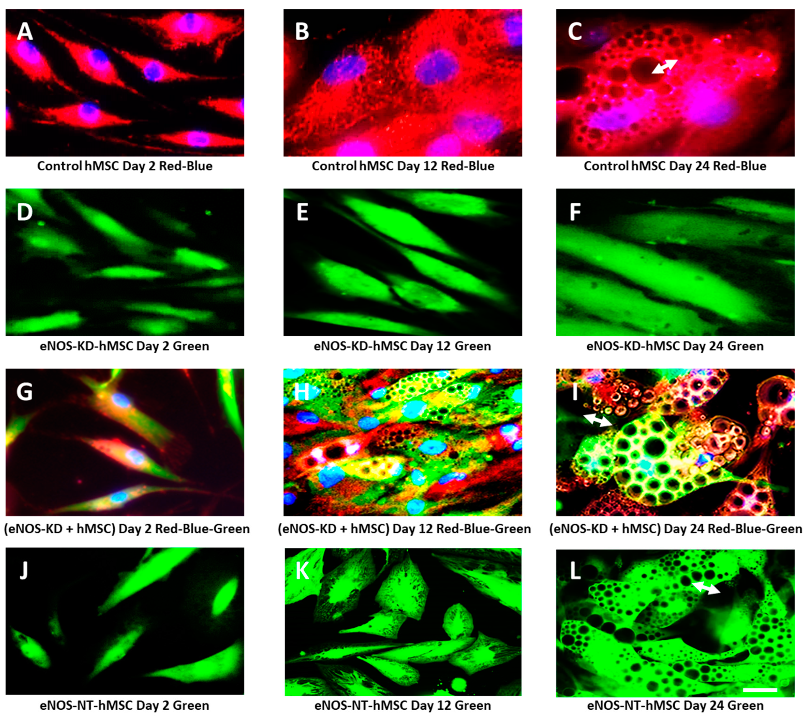 Jcm 10 00631 g003 Jcm 10 00631 g003