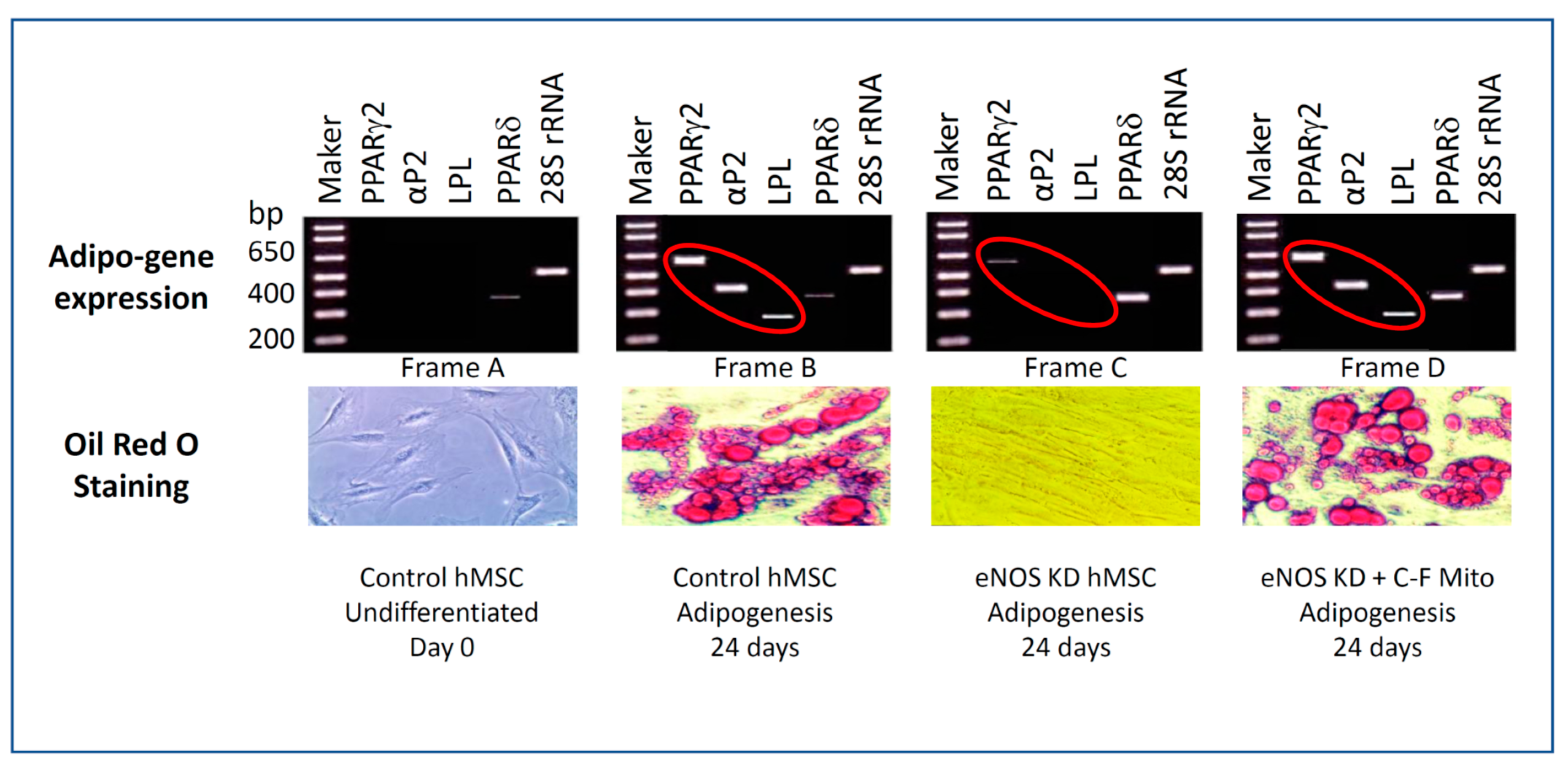 Jcm 10 00631 g004 Jcm 10 00631 g004