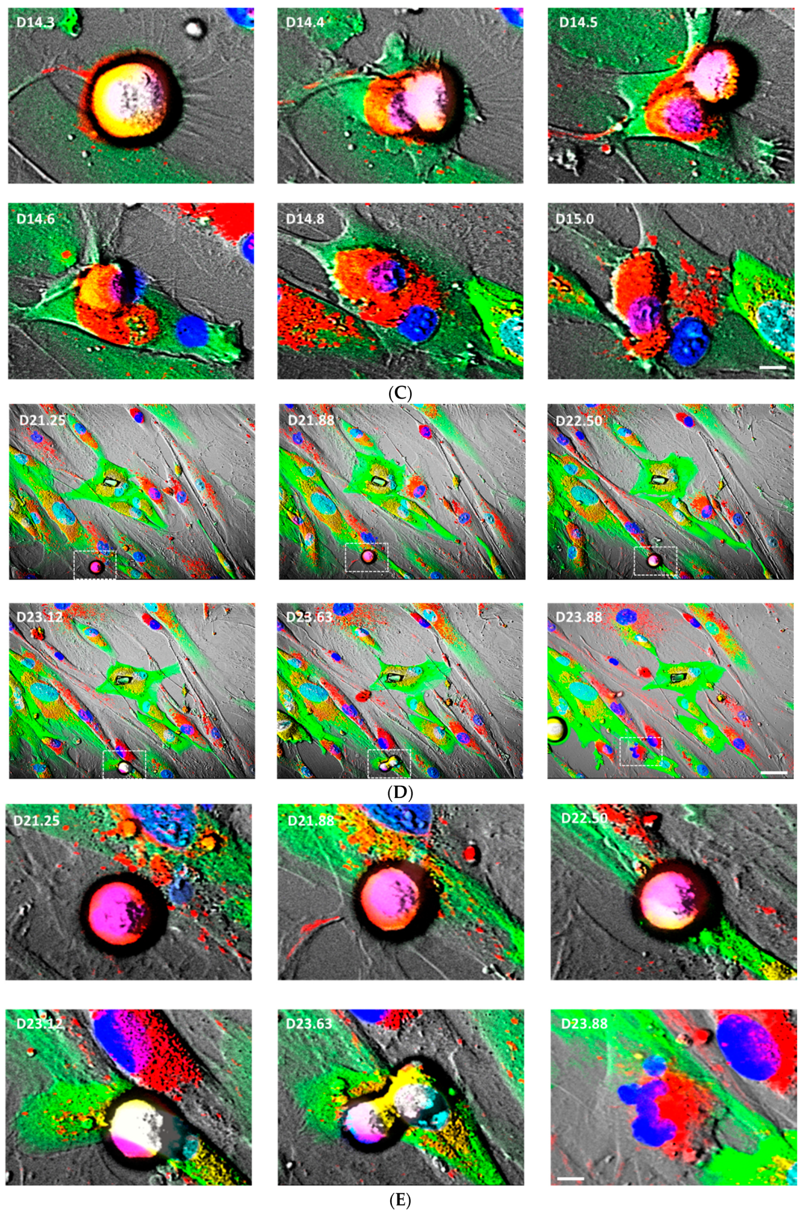 Jcm 10 00631 g005b Jcm 10 00631 g005b