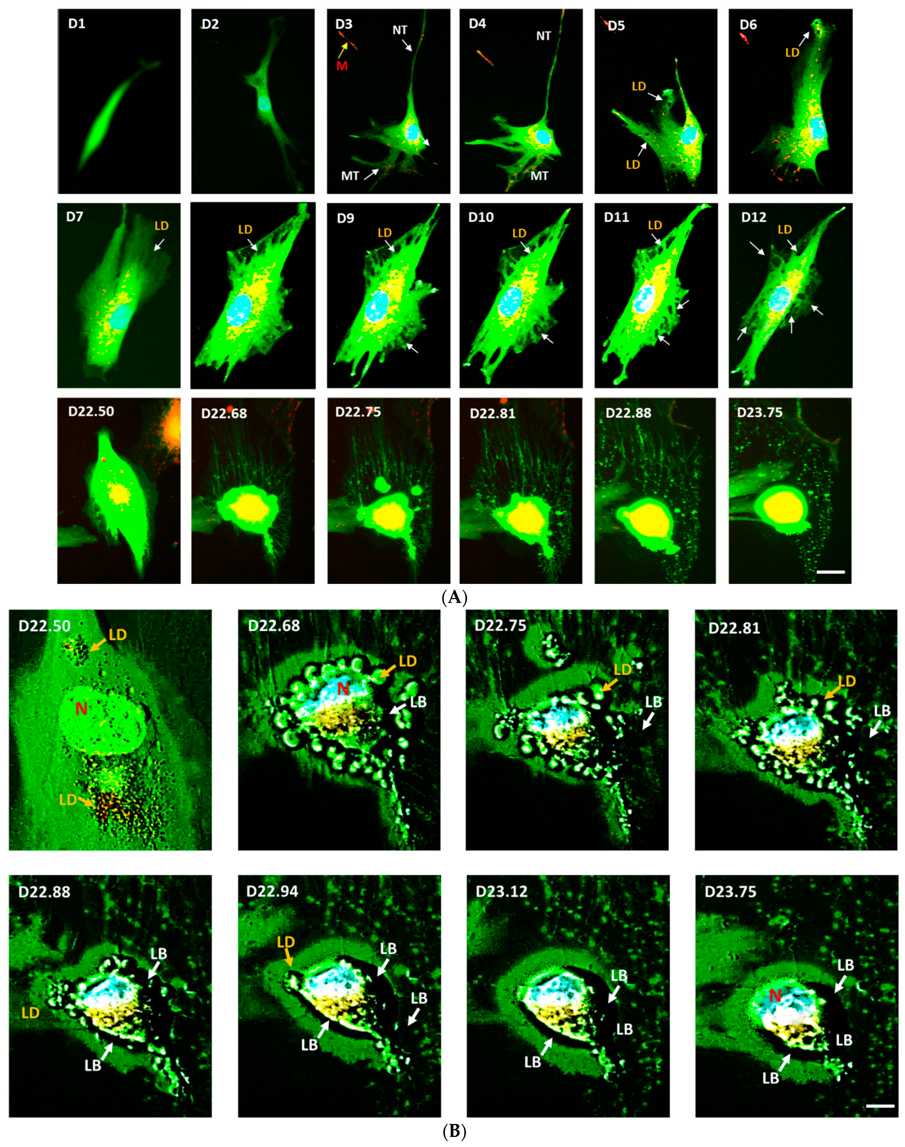 Jcm 10 00631 g006 Jcm 10 00631 g006