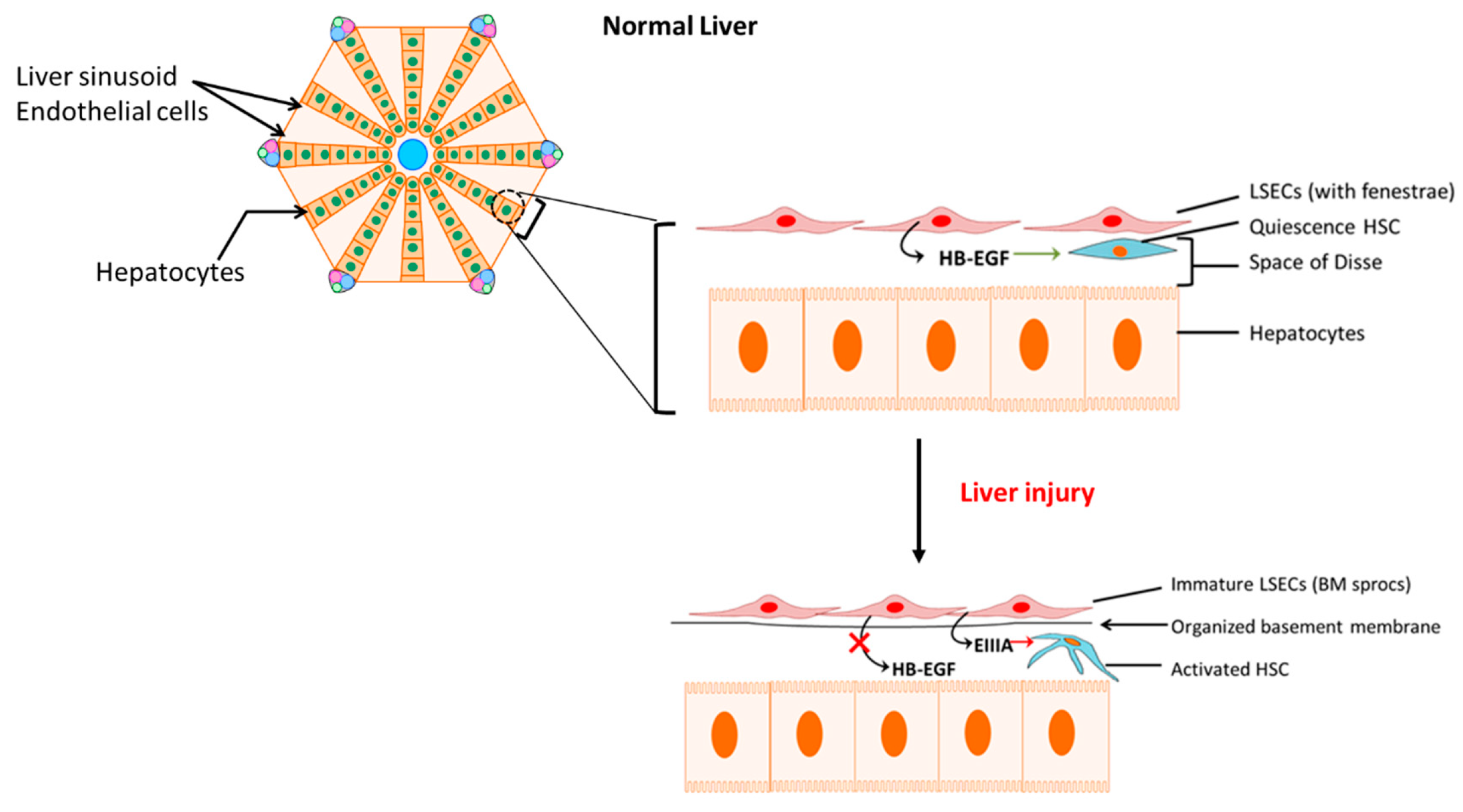 Jcm 10 00702 g002 Jcm 10 00702 g002