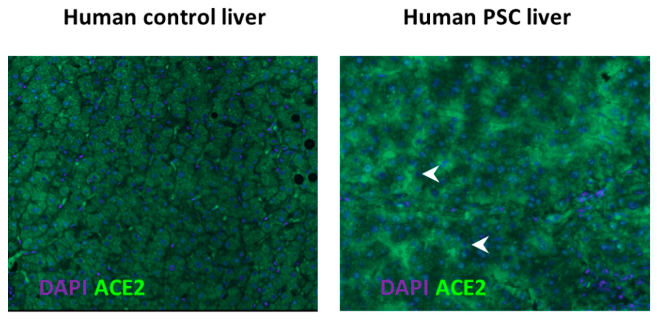 Jcm 10 00702 g003 Jcm 10 00702 g003