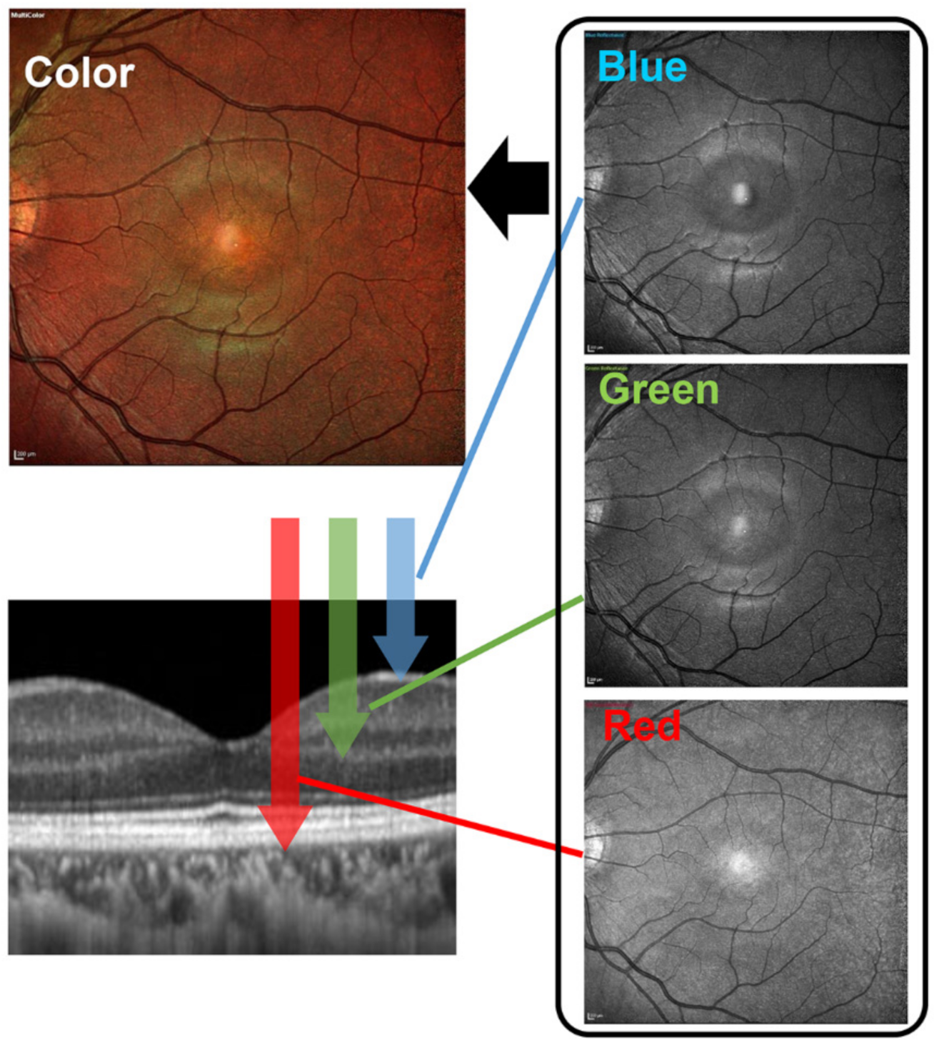 JCM Free FullText Recent Advances and Clinical Application of