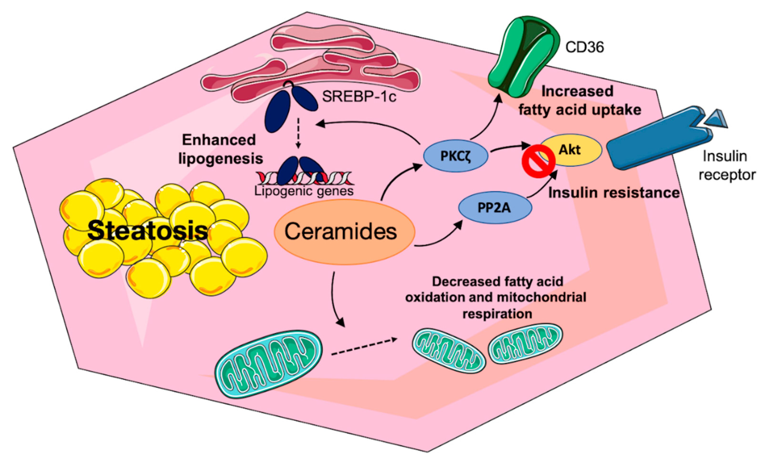 Jcm 10 00792 g002 Jcm 10 00792 g002