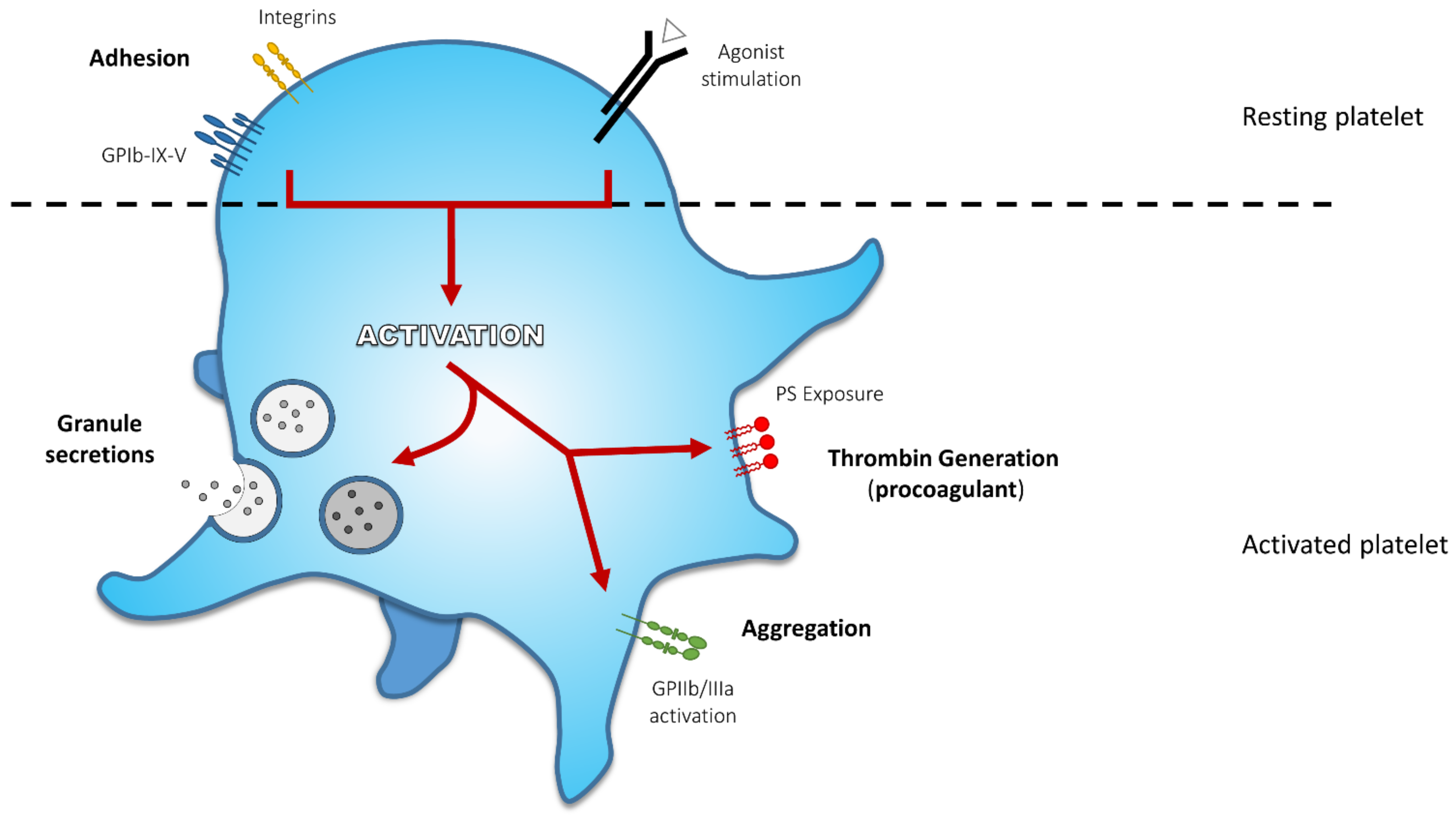Jcm Free Full Text Thrombocytopathies Not Just Aggregation Defects The Clinical Relevance Of Procoagulant Platelets Jcm Free Full Text Thrombocytopathies Not Just Aggregation Defects The Clinical Relevance Of Procoagulant Platelets