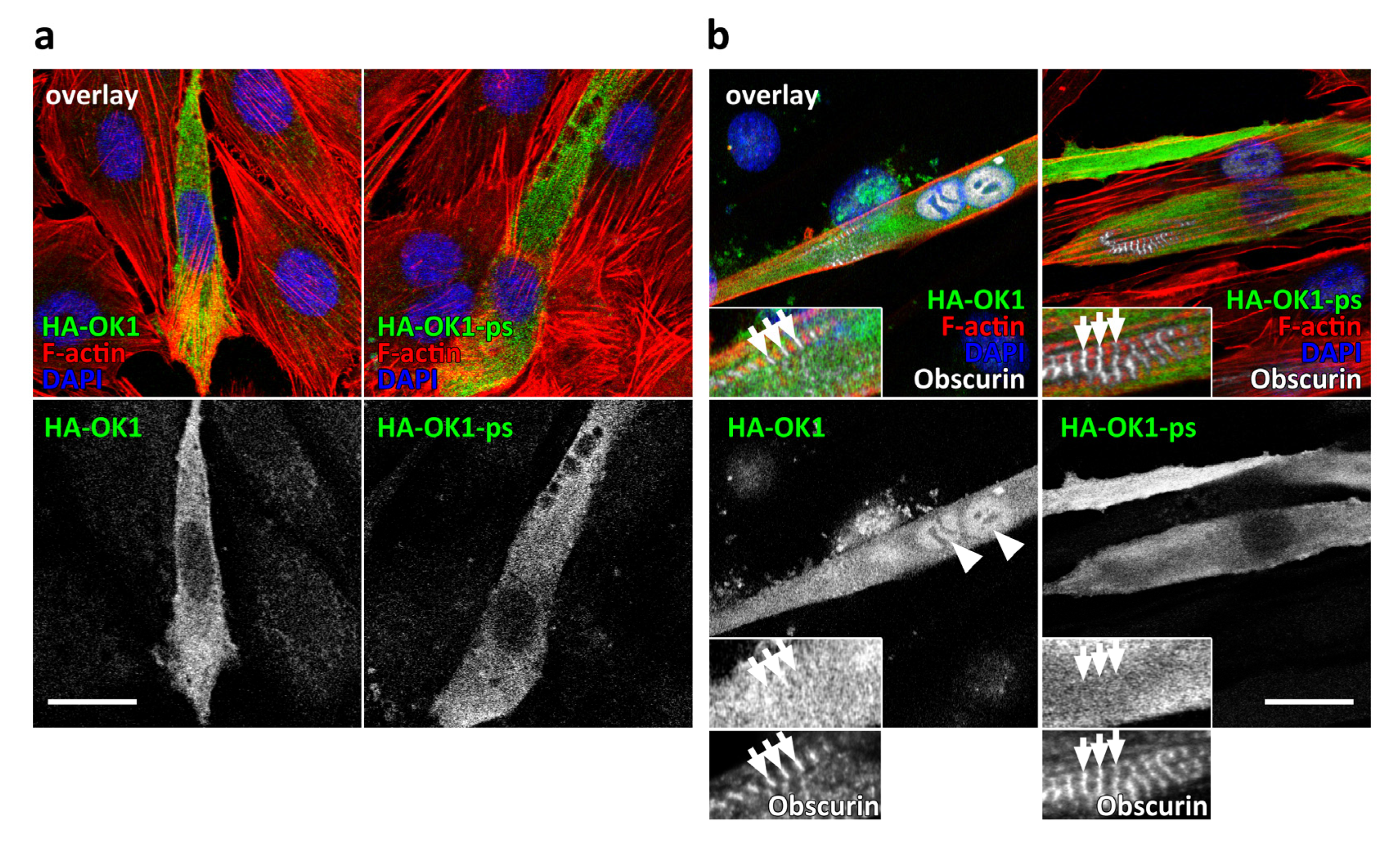 Jcm 10 00984 g002 Jcm 10 00984 g002