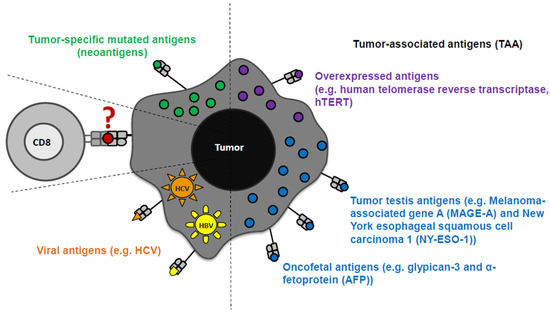 CD8+ T Cell Responses during HCV Infection and HCC