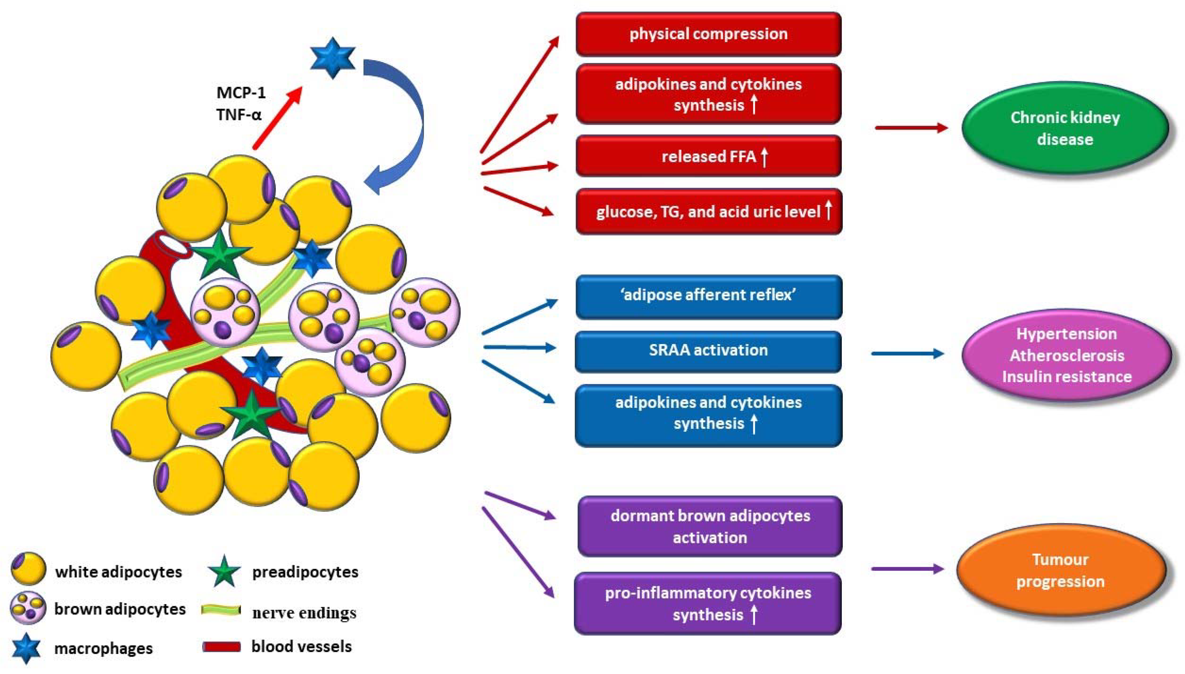 Jcm Free Full Text Perirenal Adipose Tissue Current Knowledge And Future Opportunities Html