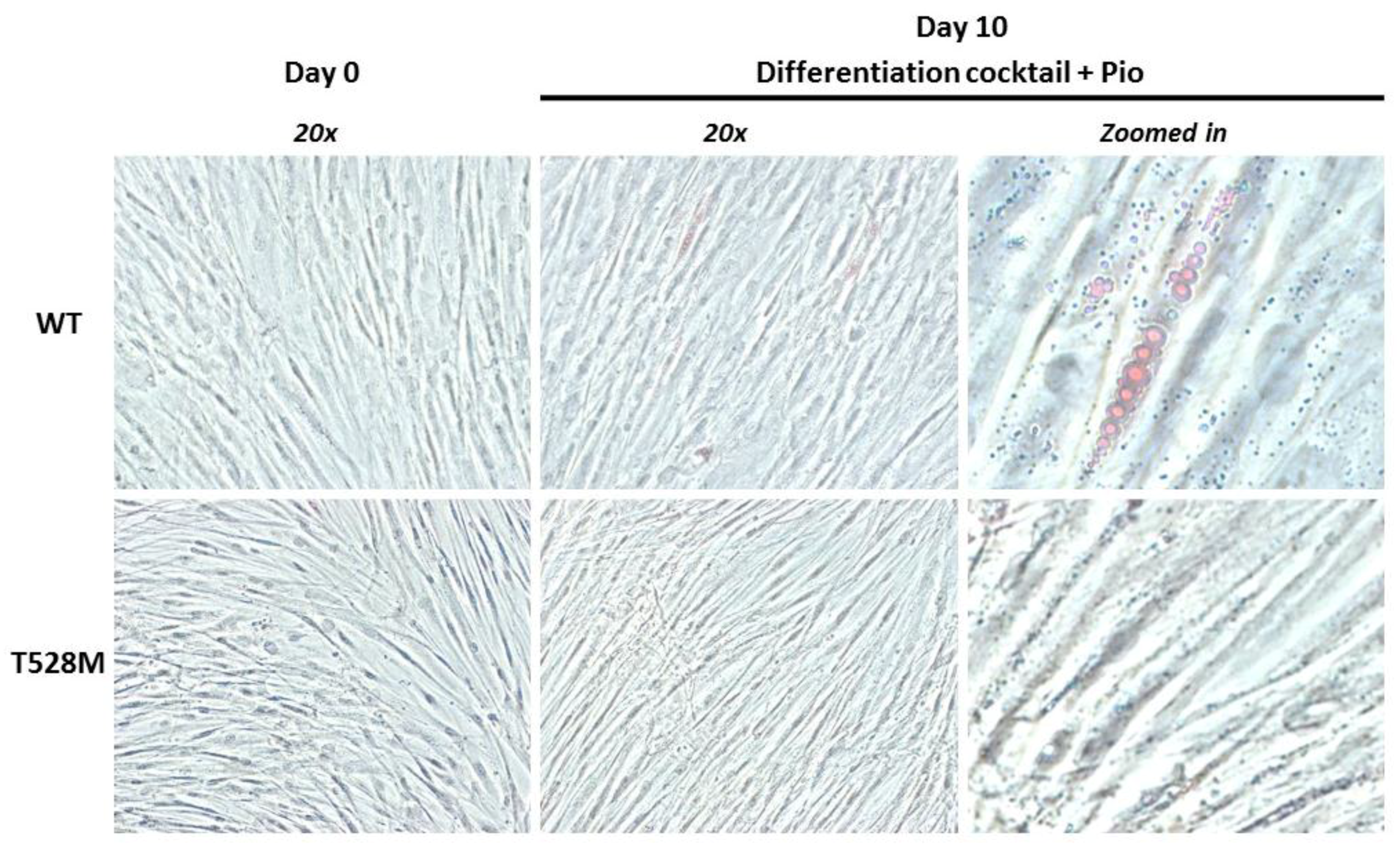 Jcm 10 01497 g004 Jcm 10 01497 g004