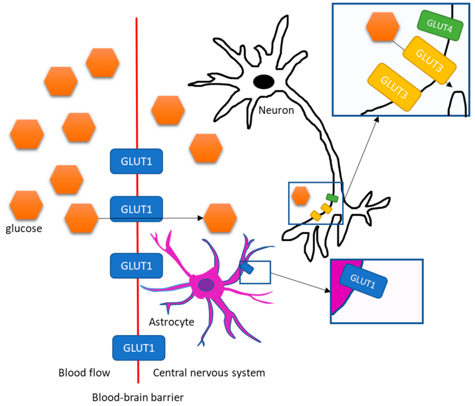 Shows Brain Activity By Tracking Glucose Absorption JCM | Free Full-Text | Brain Glucose Metabolism in Health, Obesity, and