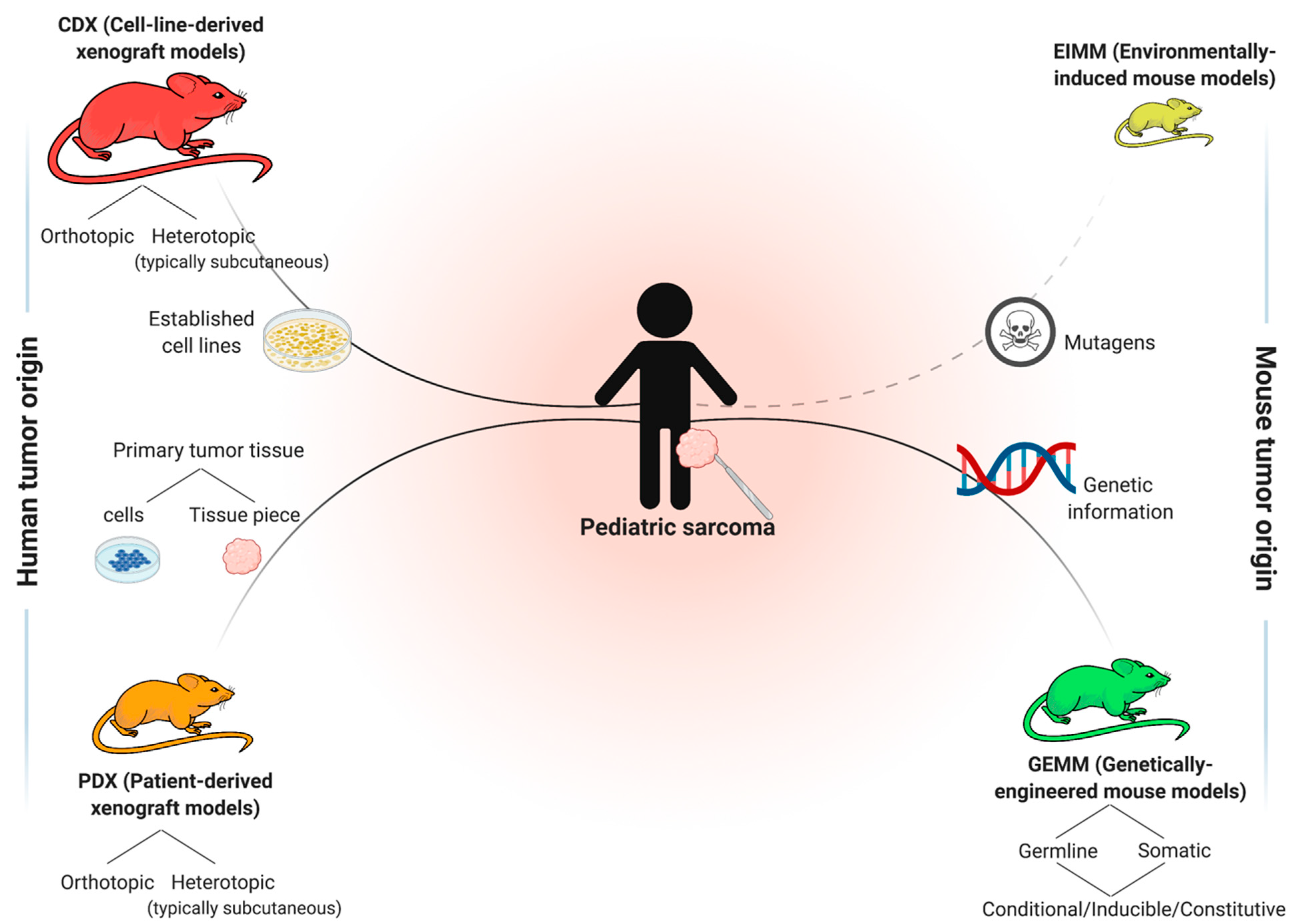 Jcm Free Full Text Preclinical In Vivo Modeling Of Pediatric Sarcoma Promises And Limitations Html