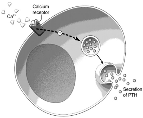 Optimal dosing and delivery of parathyroid hormone and its