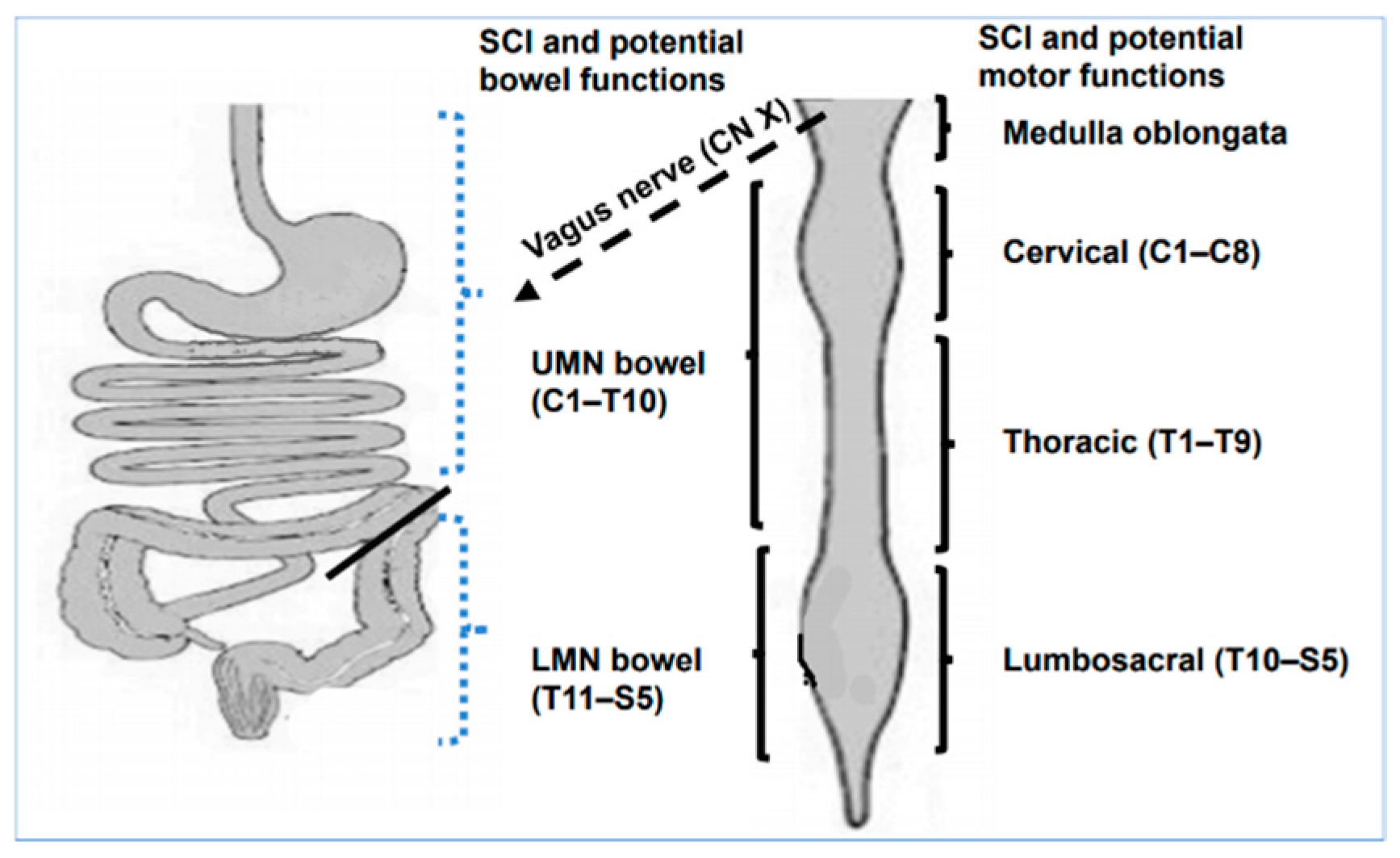 Jcm Free Full Text Neurogenic Bowel In Acute Rehabilitation Following Spinal Cord Injury Impact Of Laxatives And Opioids Html
