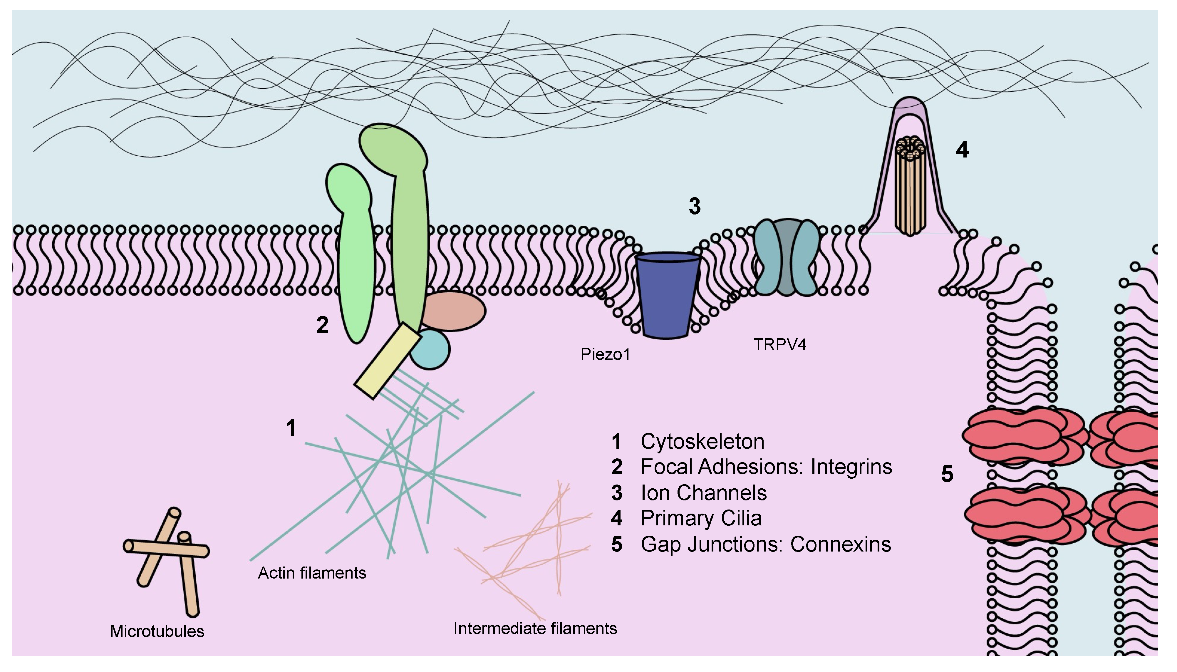 Jcm 10 01733 g002 Jcm 10 01733 g002