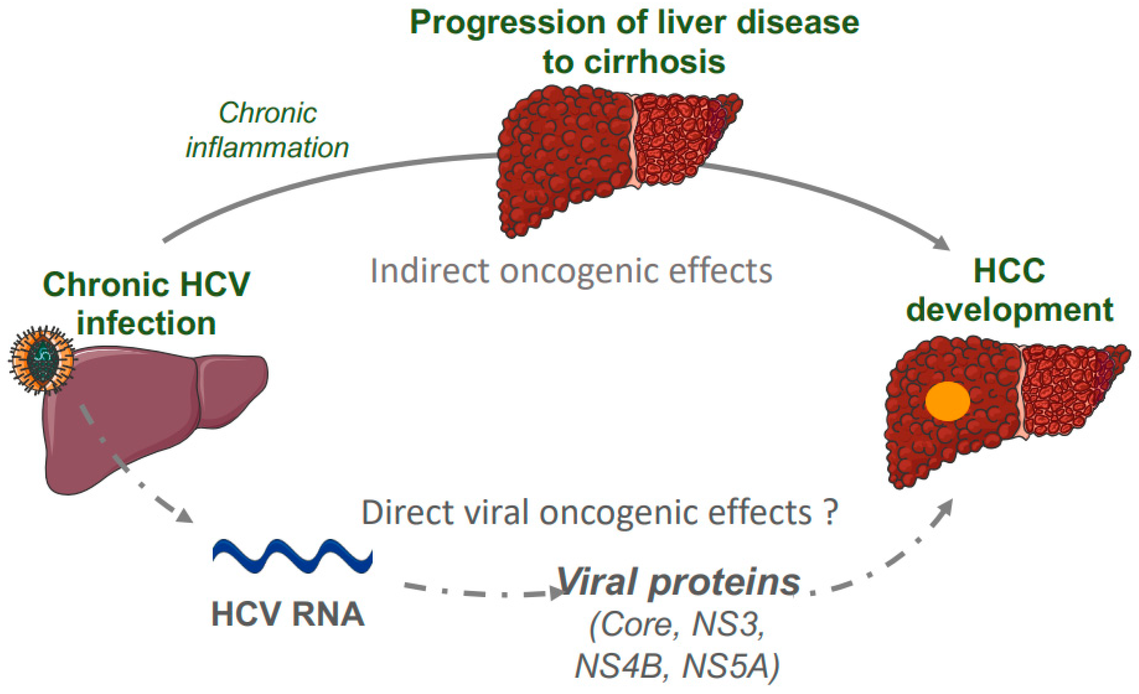 HCV. Hepatitis c. Hepatitis b Core ab. Replication mechanism of Hepatitis HCV. Hcv инфекция