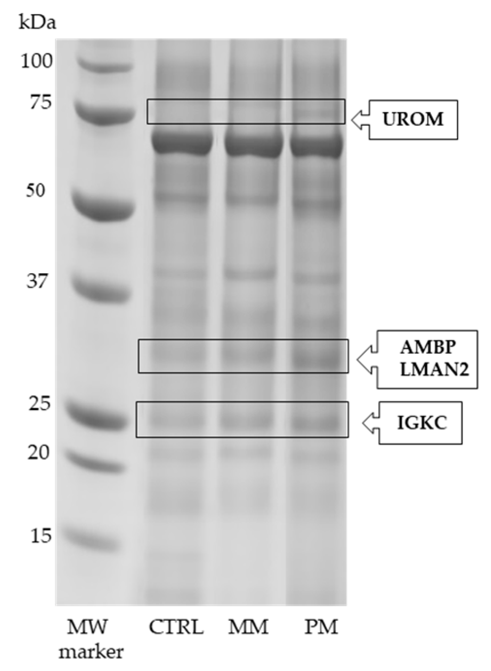 Jcm 10 01854 g001 Jcm 10 01854 g001