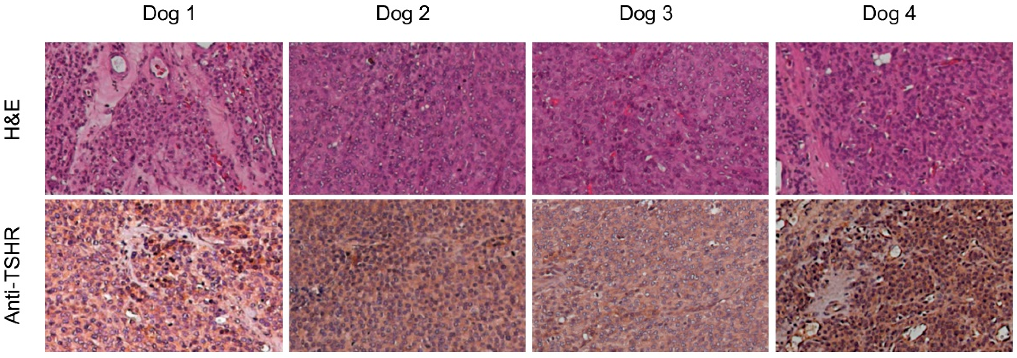 Jcm 10 01878 g002 Jcm 10 01878 g002