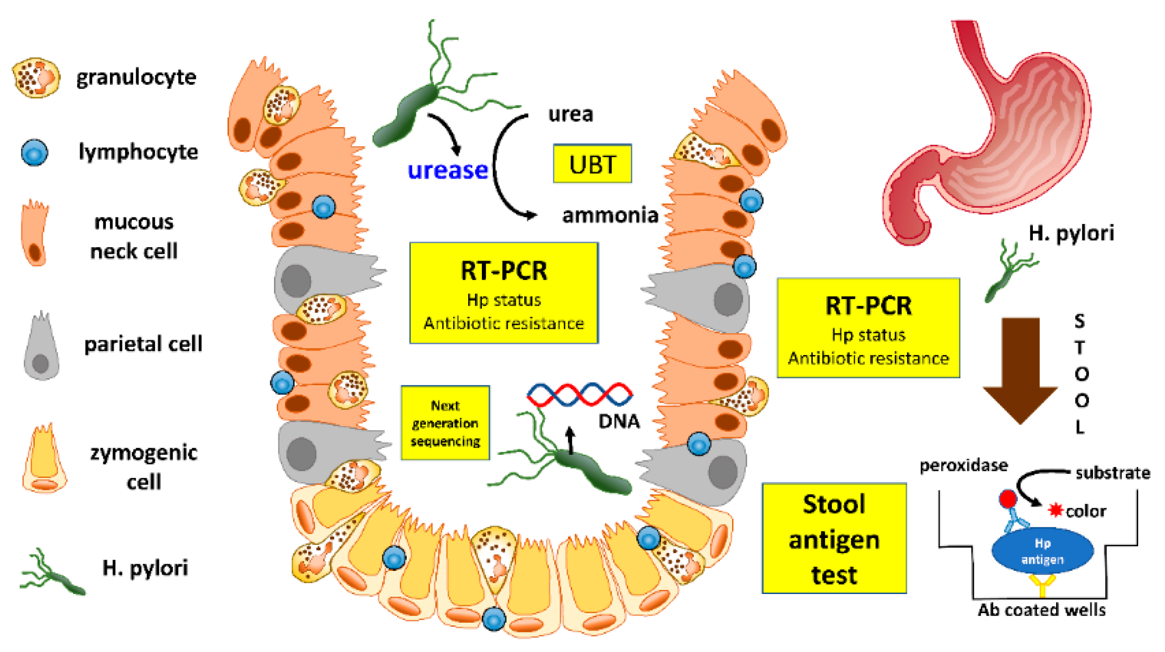 Helicobacter pylori medicamentos