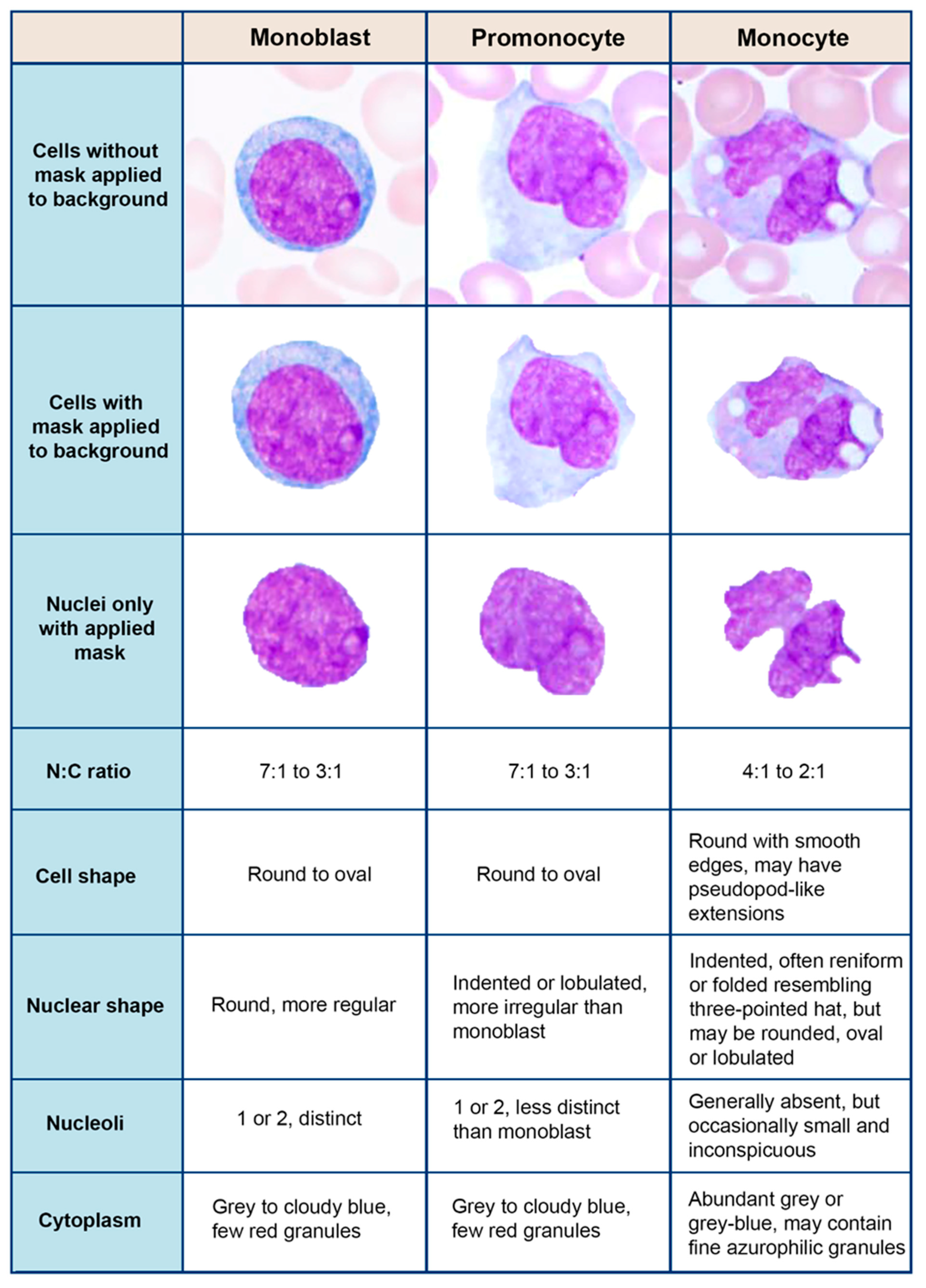 JCM | Free Full-Text | Classification of Monocytes, Promonocytes and  Monoblasts Using Deep Neural Network Models: An Area of Unmet Need in  Diagnostic Hematopathology
