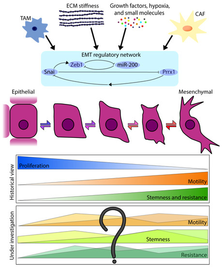 Epithelial-to-Mesenchymal Transition in the Light of