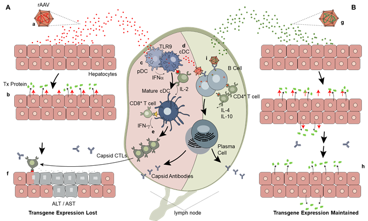 Jcm 10 02471 g002 Jcm 10 02471 g002