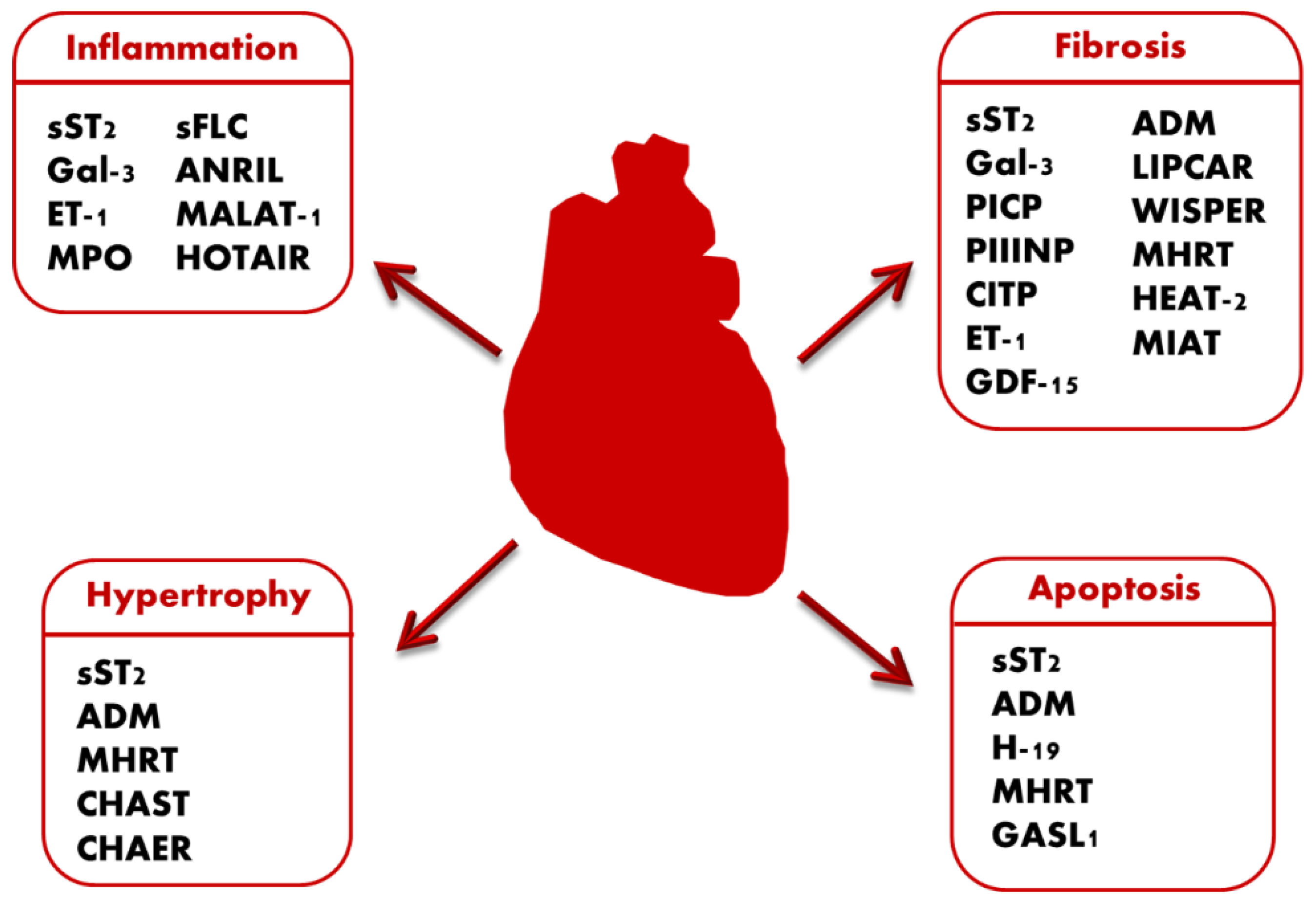 JCM Free FullText Novel Biomarkers in Heart Failure New Insight