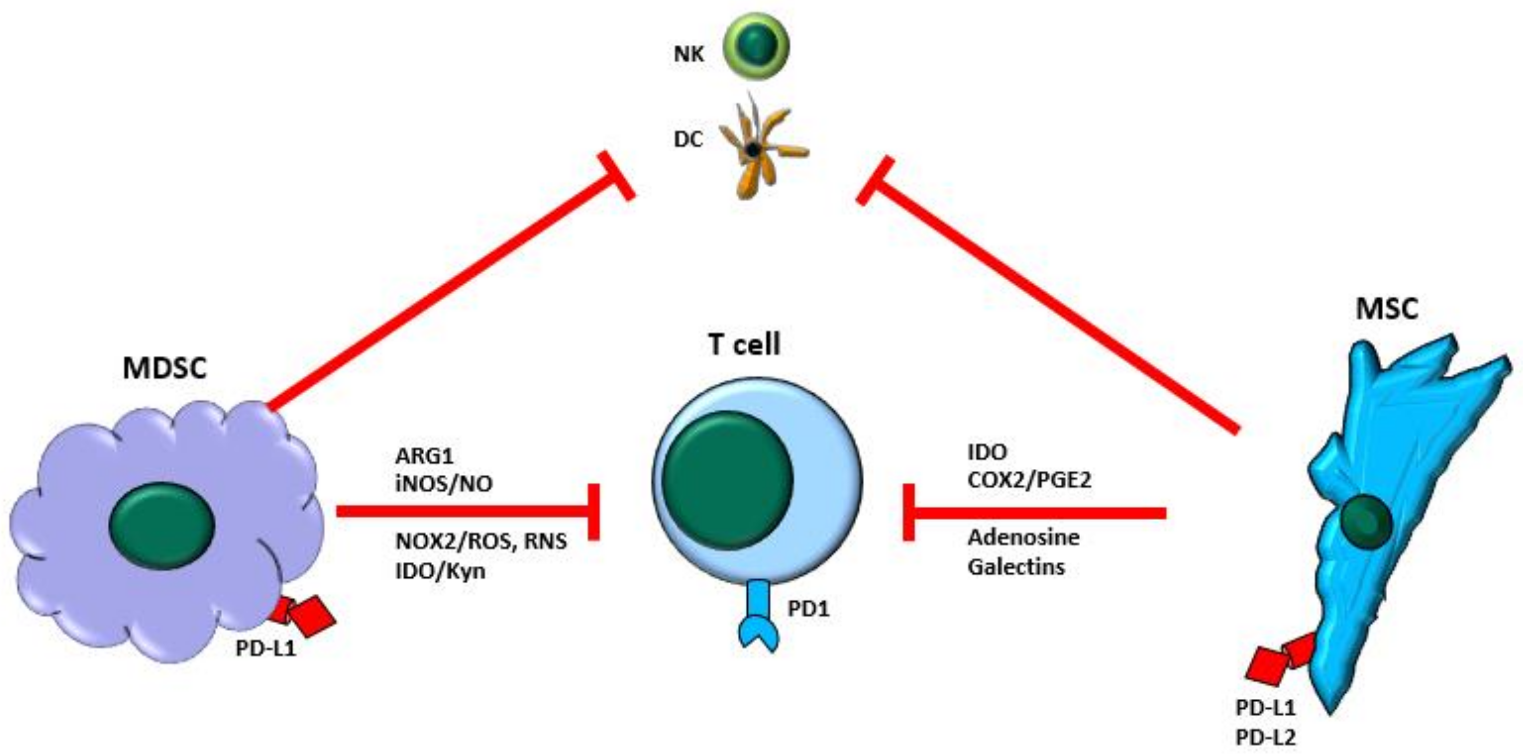 Jcm Free Full Text Myeloid Derived Suppressor Cells And Mesenchymal Stem Stromal Cells In Myeloid Malignancies Html