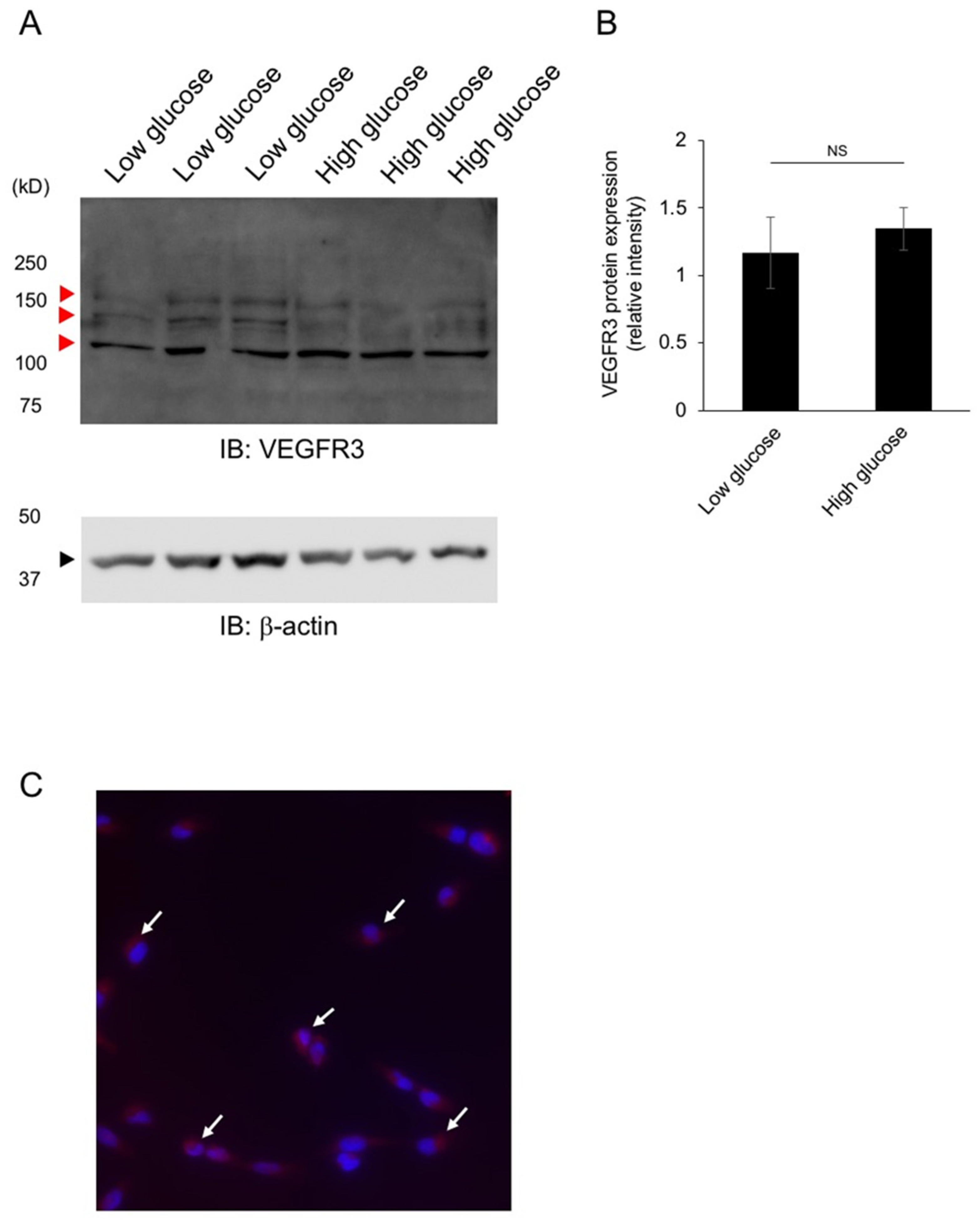 Jcm 10 02977 g006 Jcm 10 02977 g006