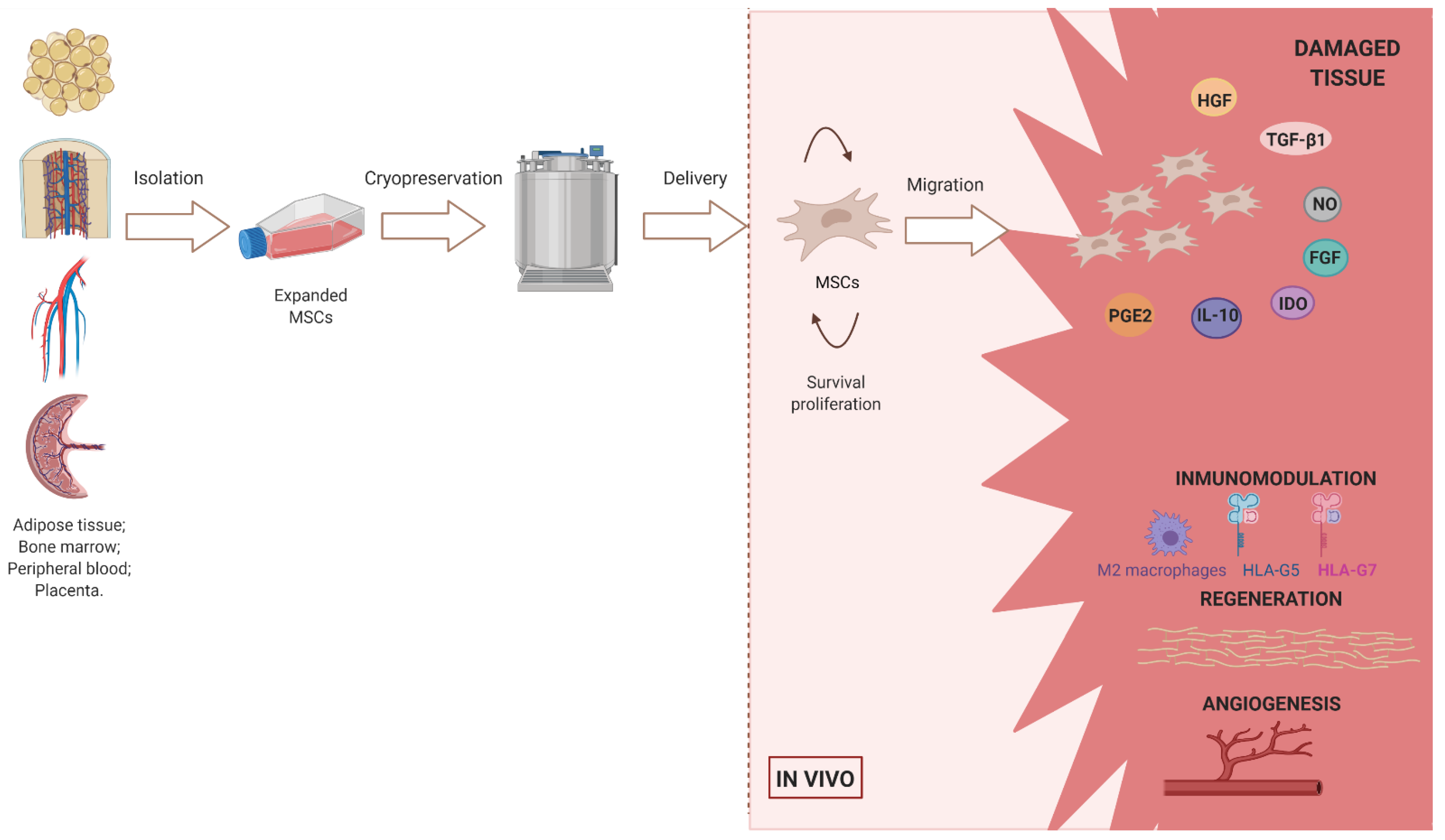 Jcm Free Full Text Alloreactive Immune Response Associated To Human Mesenchymal Stromal Cells Treatment A Systematic Review Html