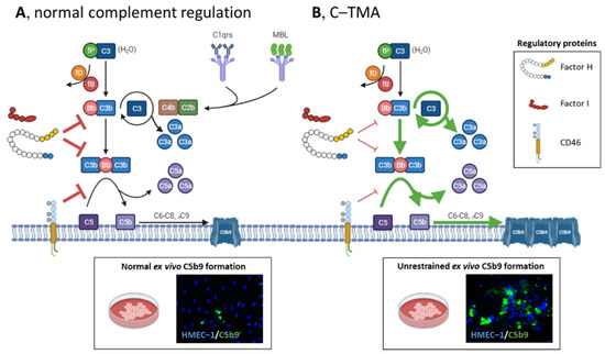 The Syndromes of Thrombotic Microangiopathy: A Critical Appraisal on ...