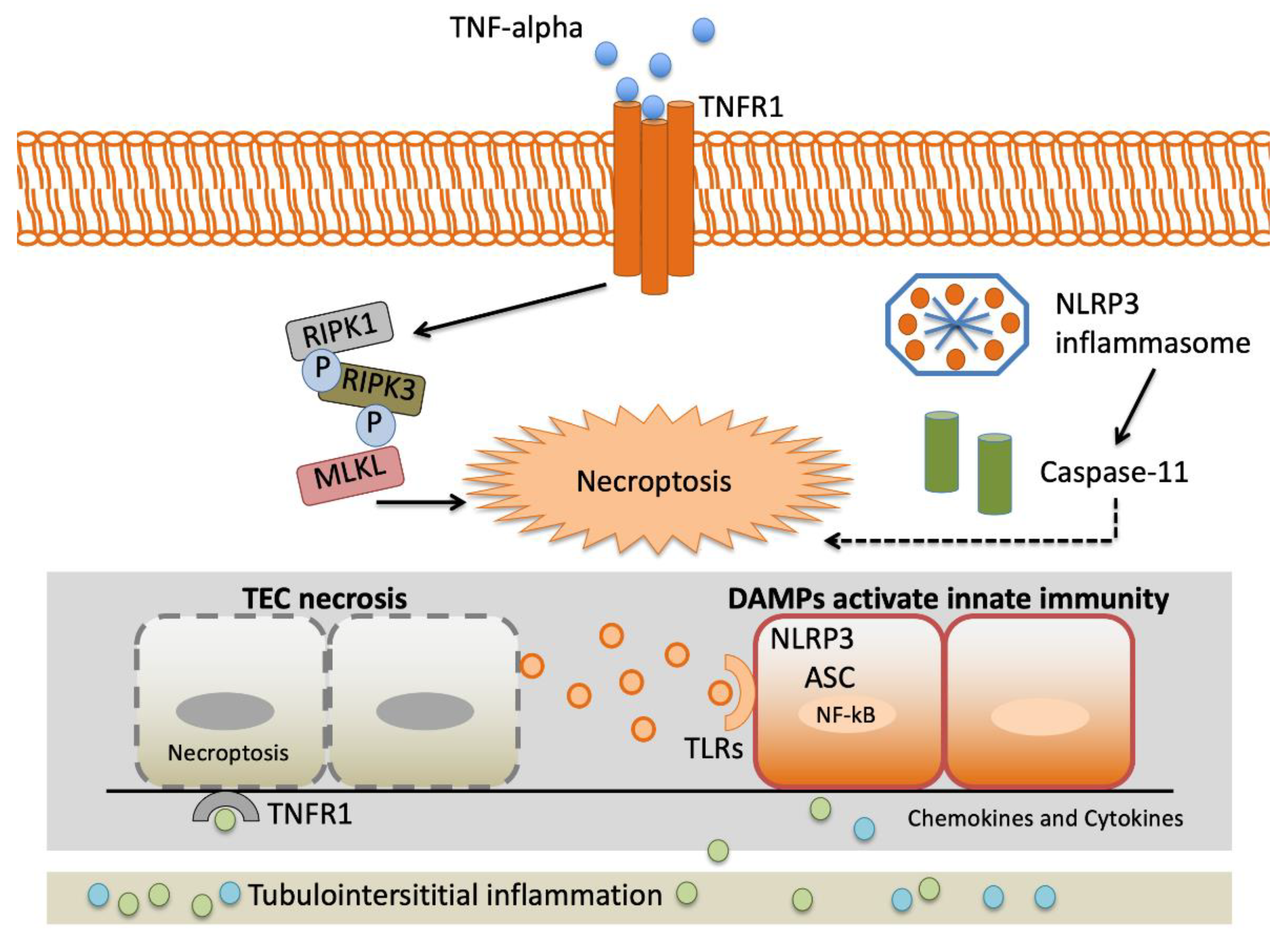 Jcm 10 03039 g002 Jcm 10 03039 g002