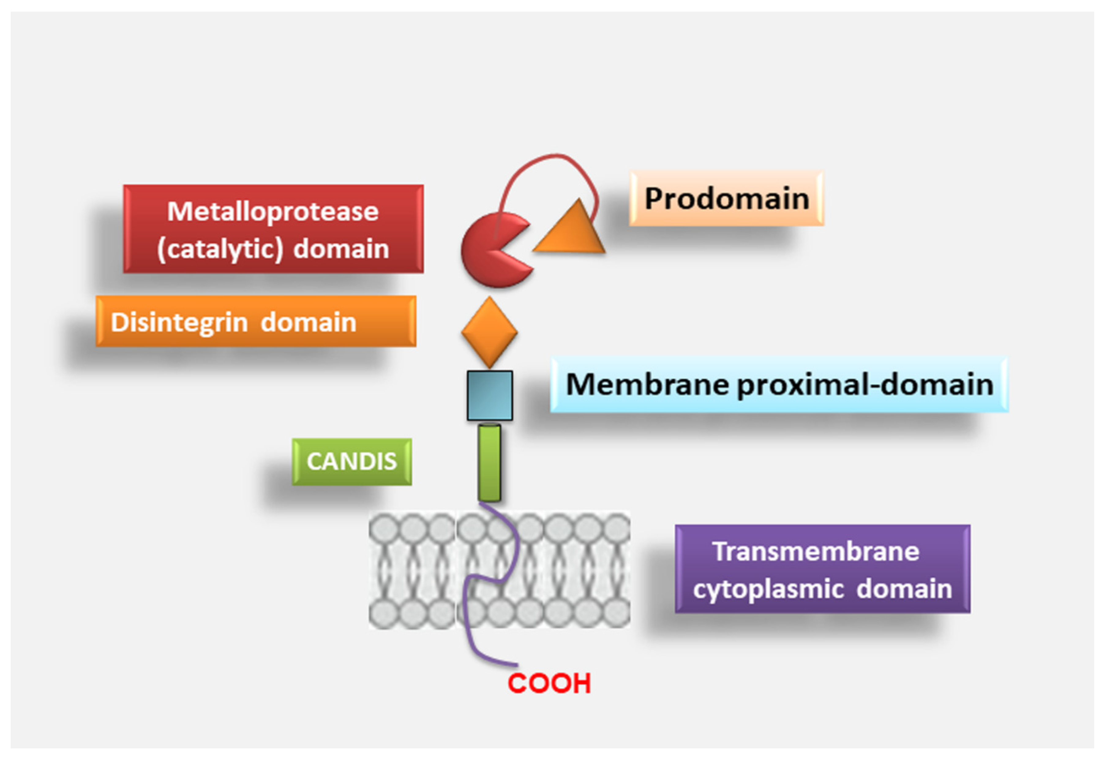 Human Gene ADAM17 (ENST00000310823.8) from GENCODE V43