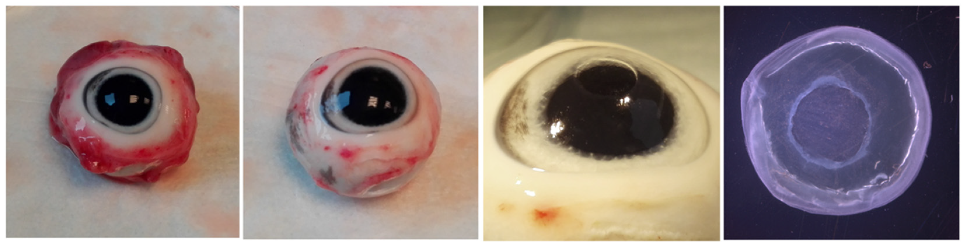 Jcm 10 03486 g001 Jcm 10 03486 g001