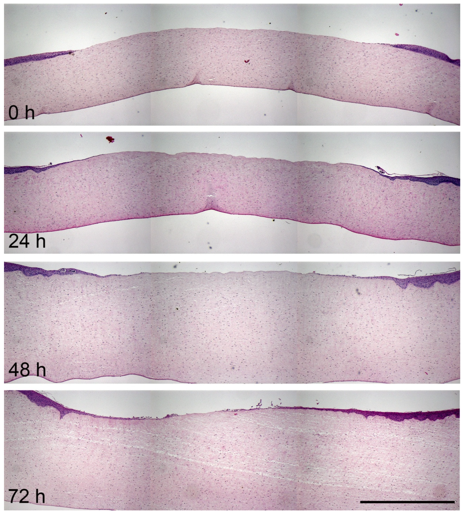Jcm 10 03486 g003 Jcm 10 03486 g003