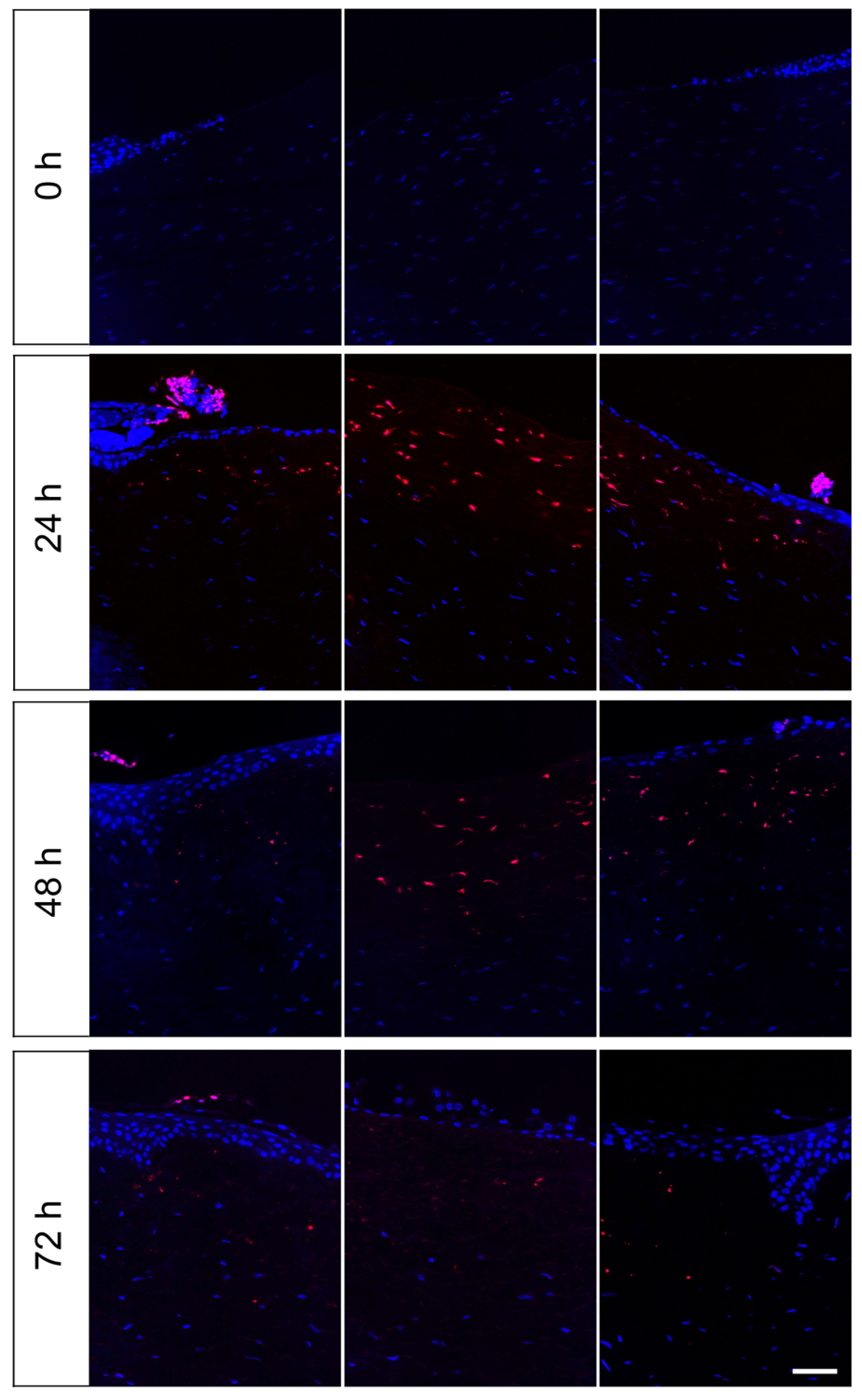 Jcm 10 03486 g004 Jcm 10 03486 g004
