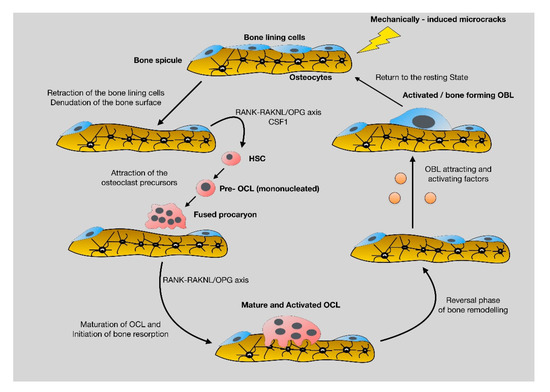 Jcm Free Full Text Insights Into The Cellular And Molecular Mechanisms That Govern The Fracture Healing Process A Narrative Review Html Jcm Free Full Text Insights Into The Cellular And Molecular Mechanisms That Govern The Fracture Healing Process A Narrative Review Html