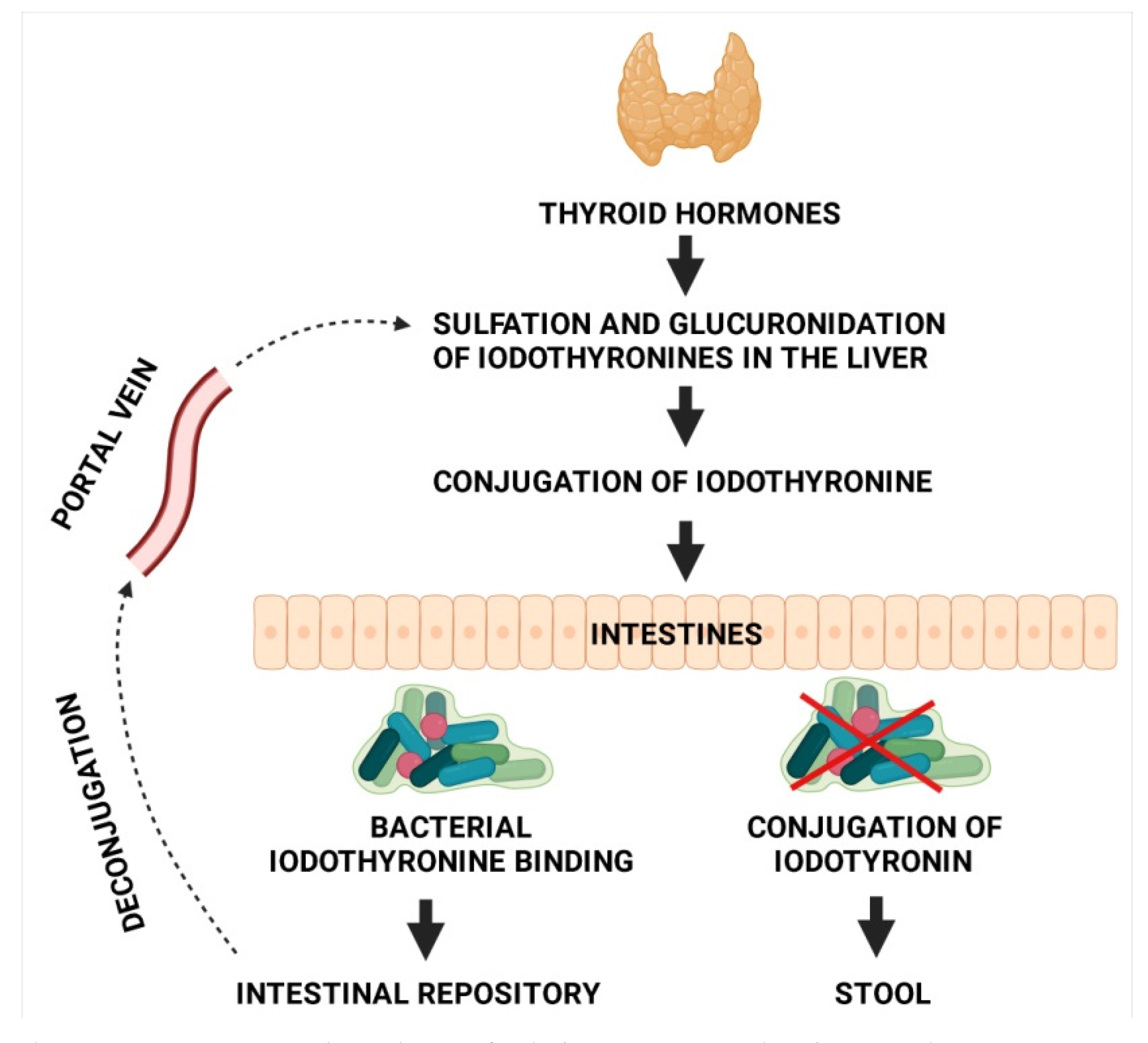 Ditki, Medical & Biological Sciences on X: Can you list triggers for  growth hormone secretion? What inhibits secretion? Learn more:   #ditki #meded #medicalschool #medstudent #nursing  #physicianassistant #usmle #pance #hormones