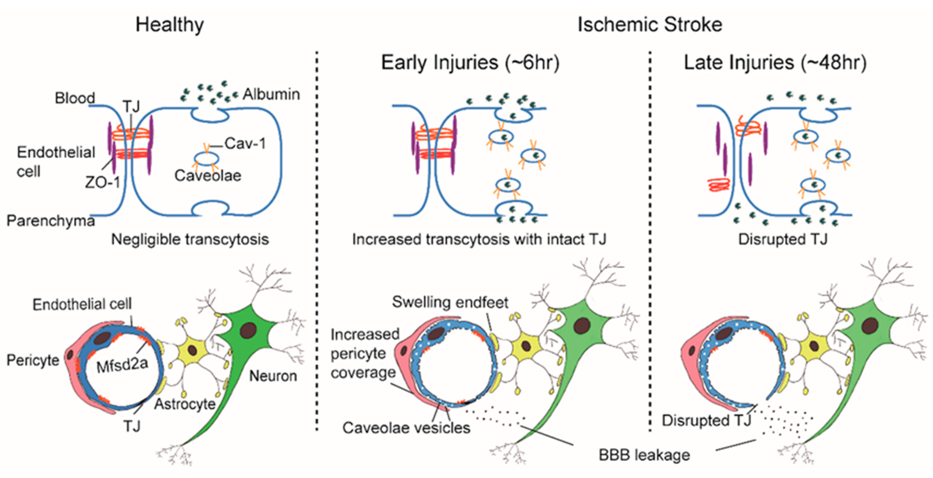 JCM Free FullText CaveolaeMediated Endothelial Transcytosis