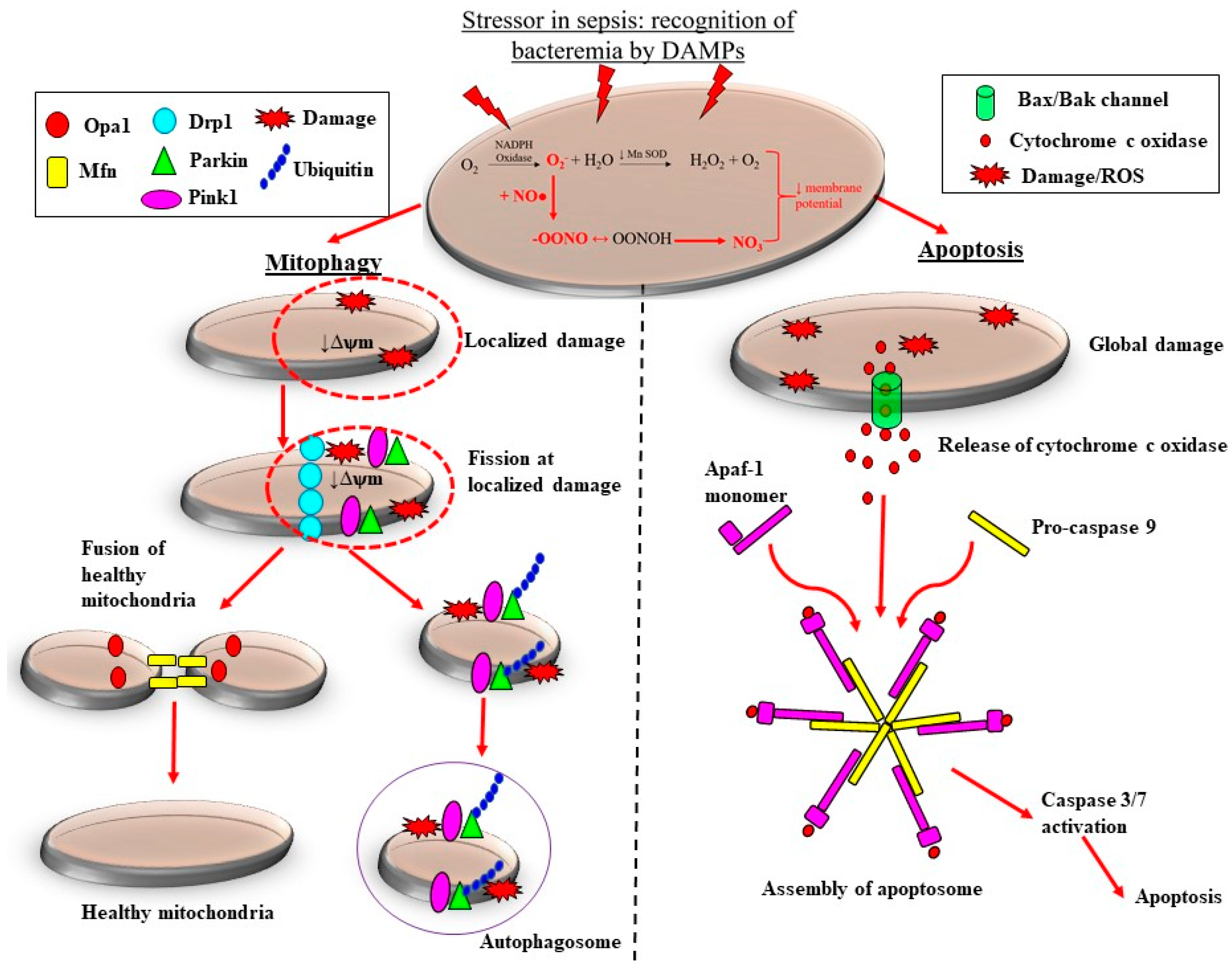 Jcm 10 03798 g003 Jcm 10 03798 g003