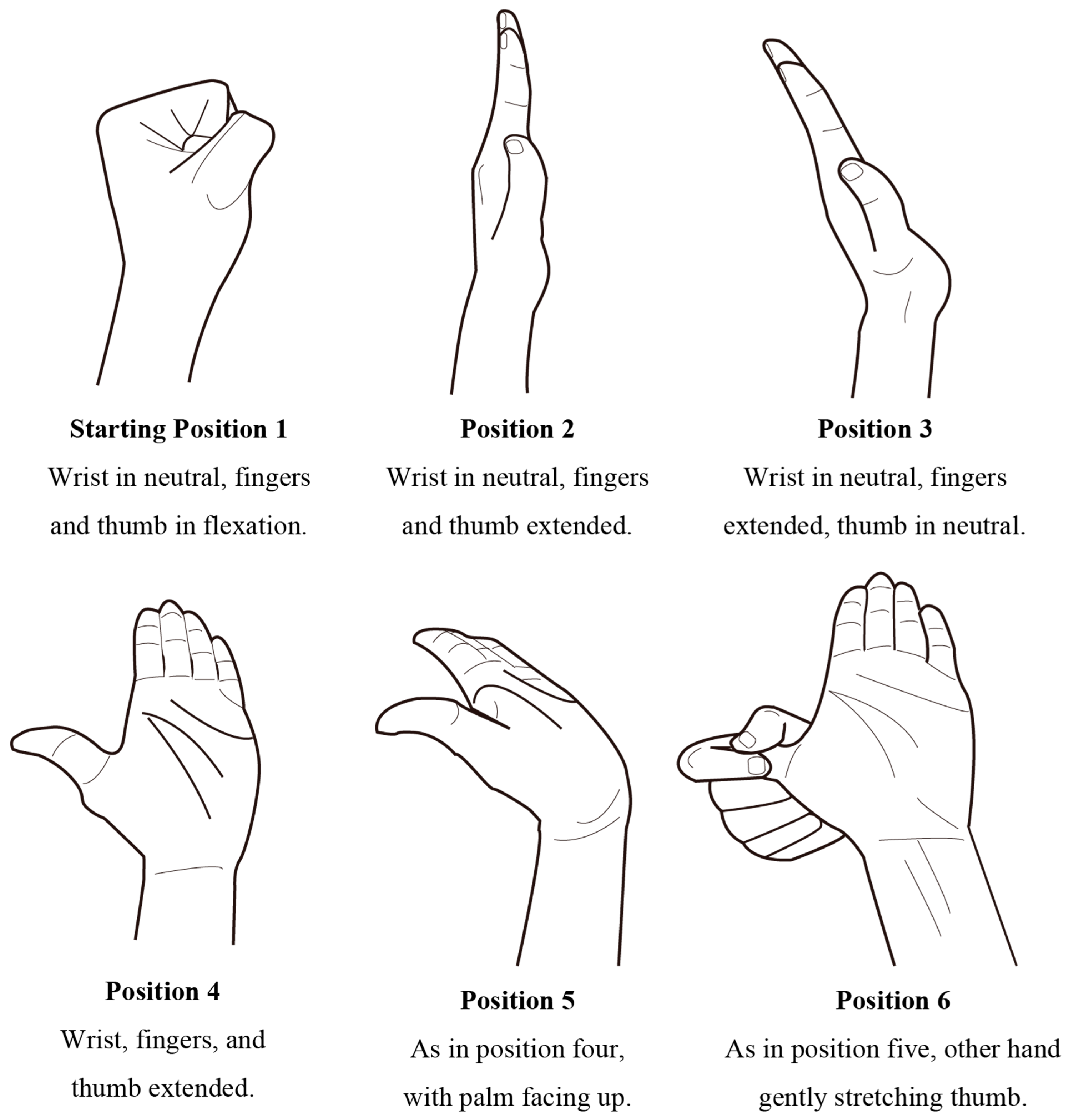 Pin By Raymund S On Occupational Therapy Median Nerve, Forearm Workout ...
