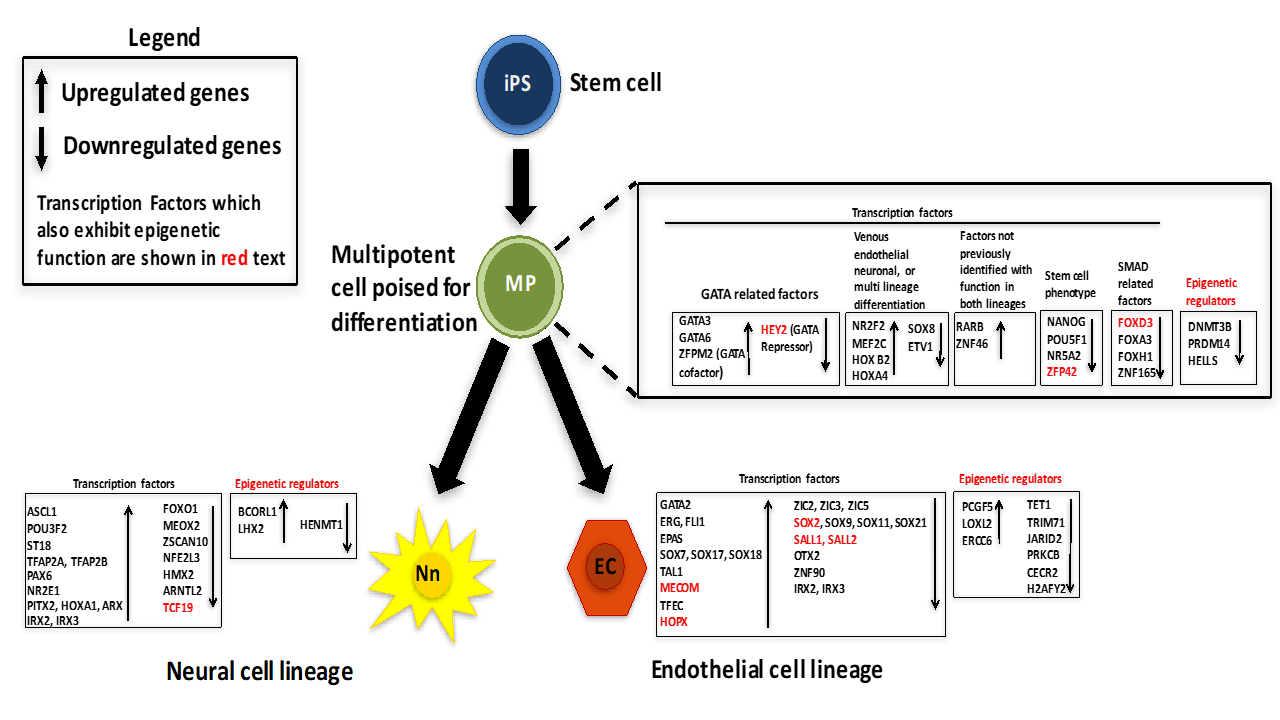 Jcm 10 04161 g003 Jcm 10 04161 g003