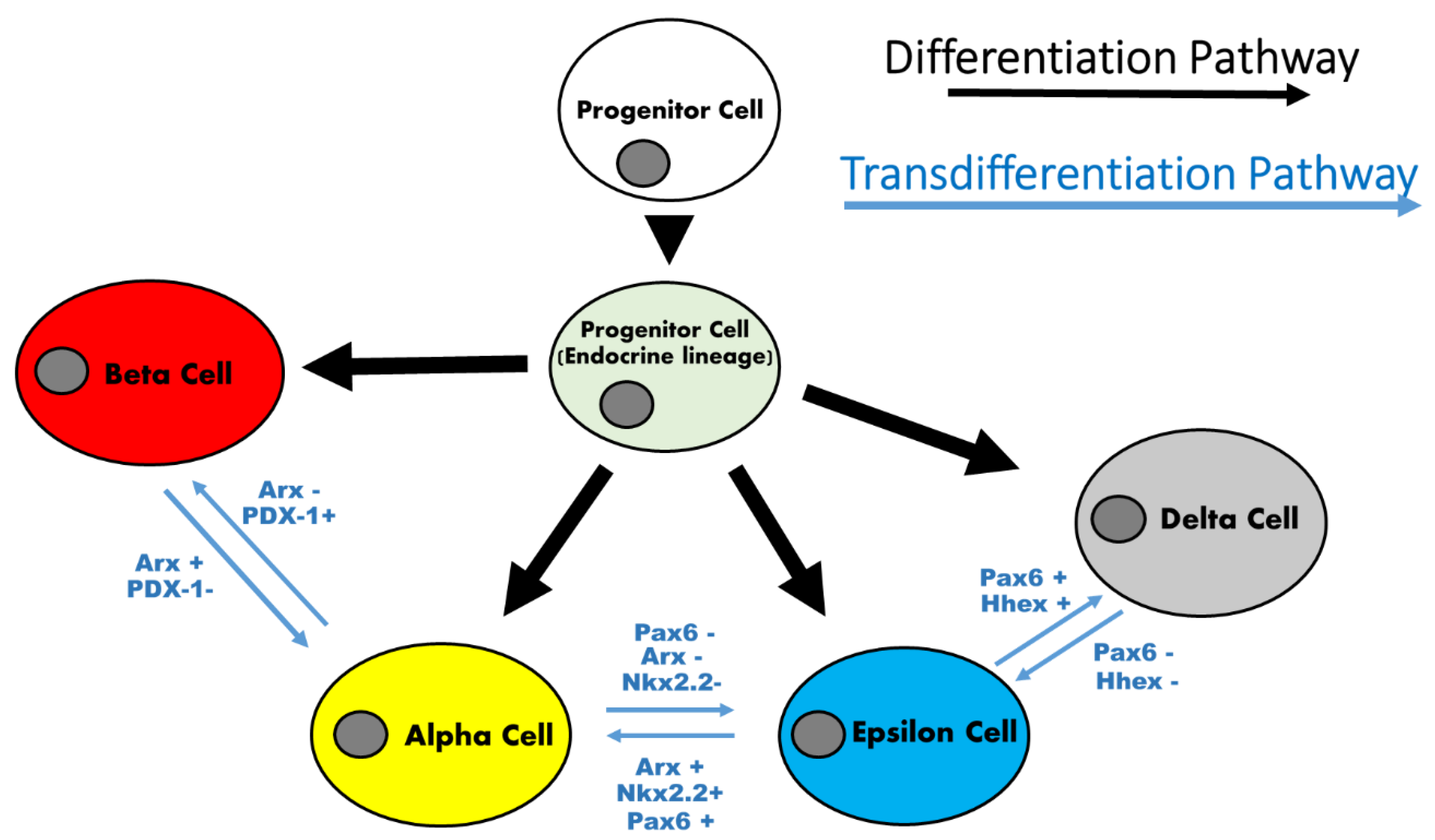 Jcm 10 04217 g002 Jcm 10 04217 g002