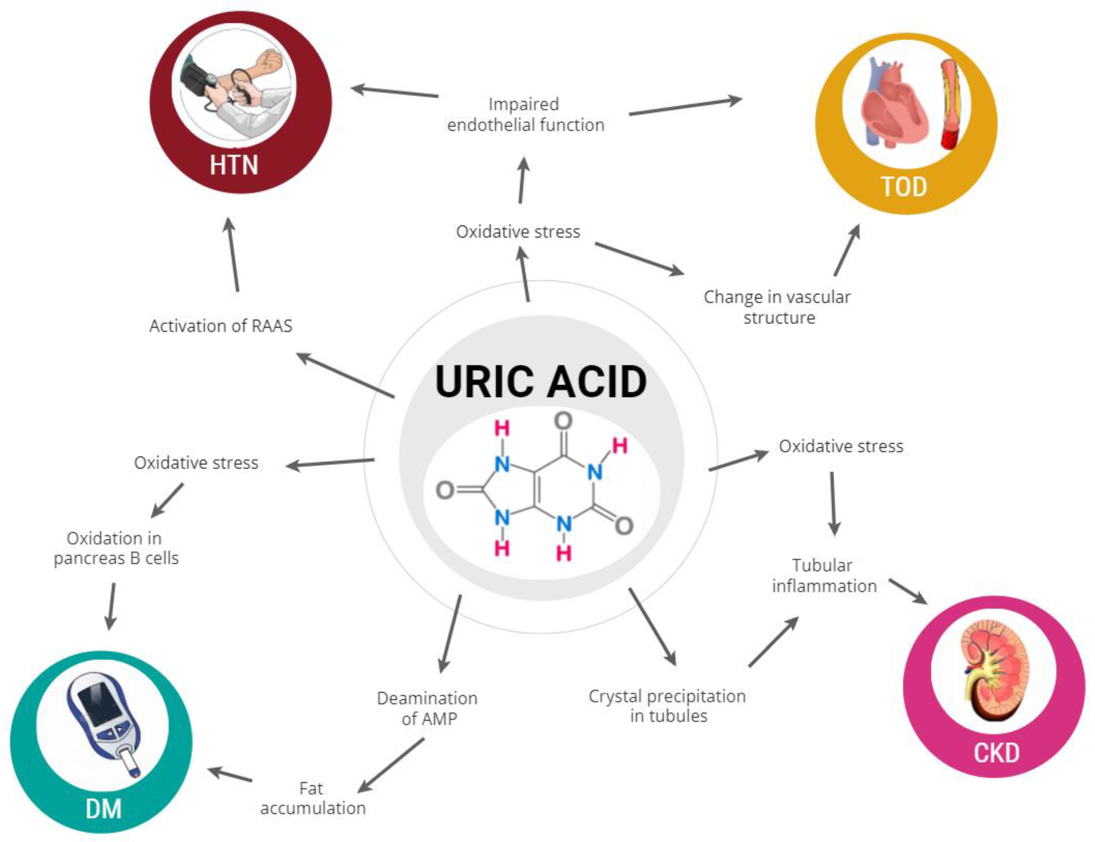the-role-of-uric-acid-in-acute-and-chronic-coronary-syndromes