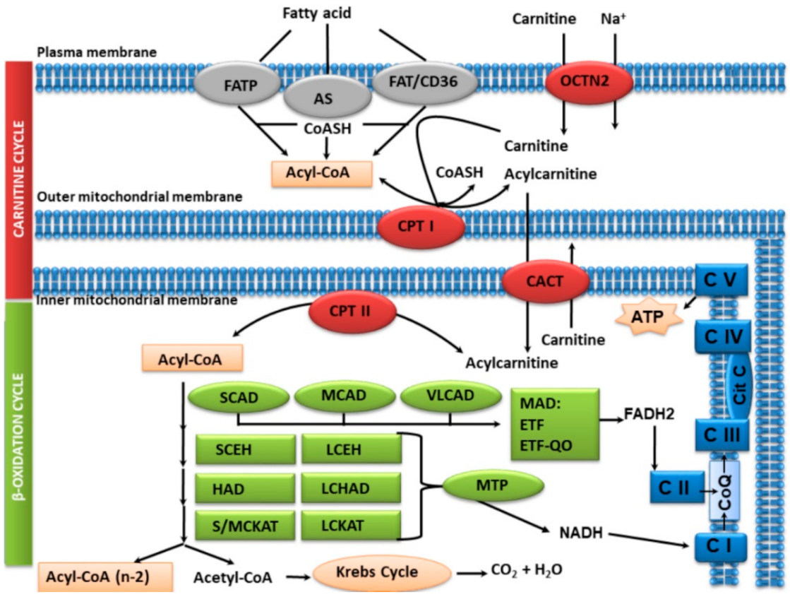 Jcm 10 04855 g001 Jcm 10 04855 g001