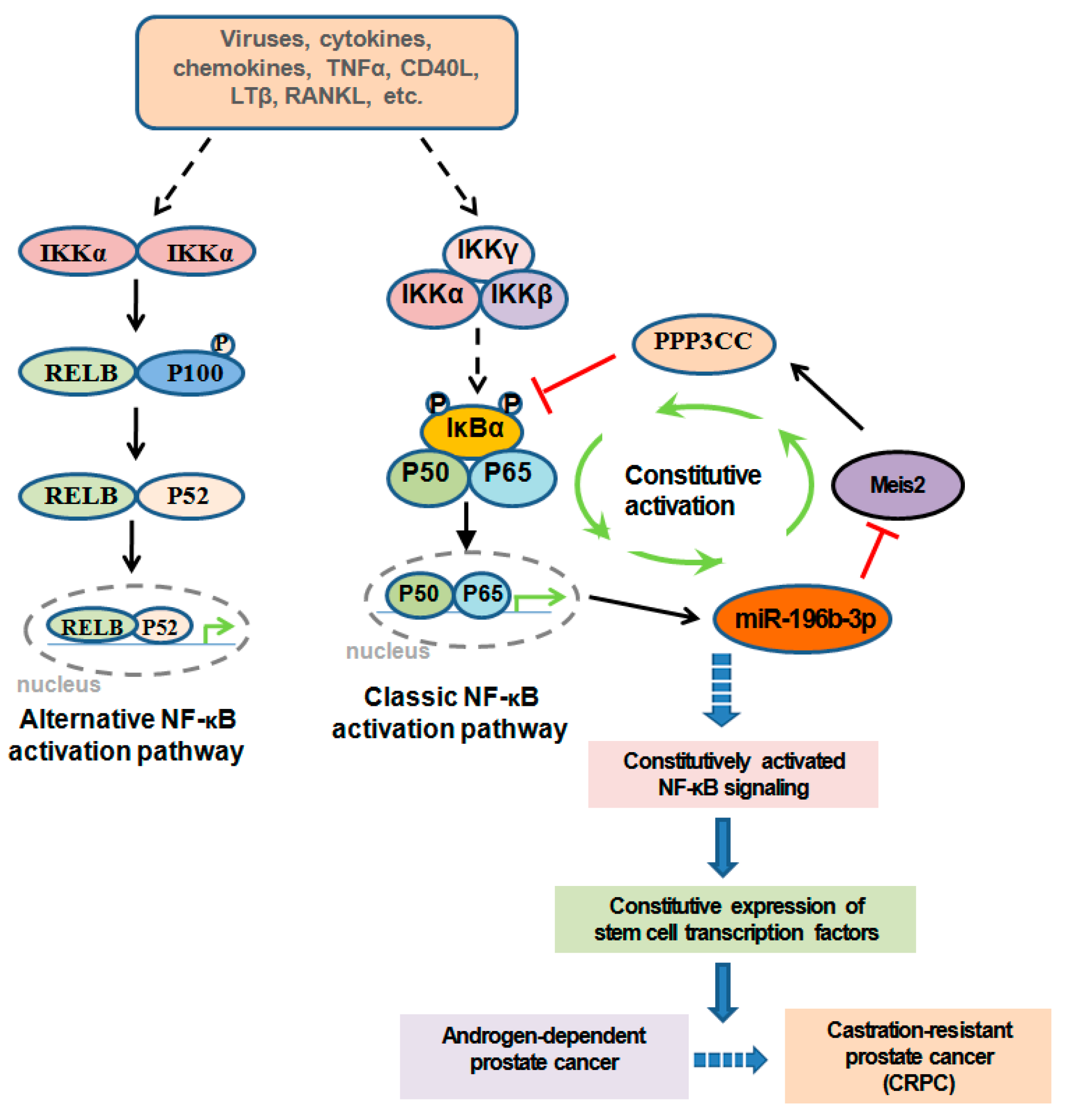 Jcm 10 05000 g001 Jcm 10 05000 g001