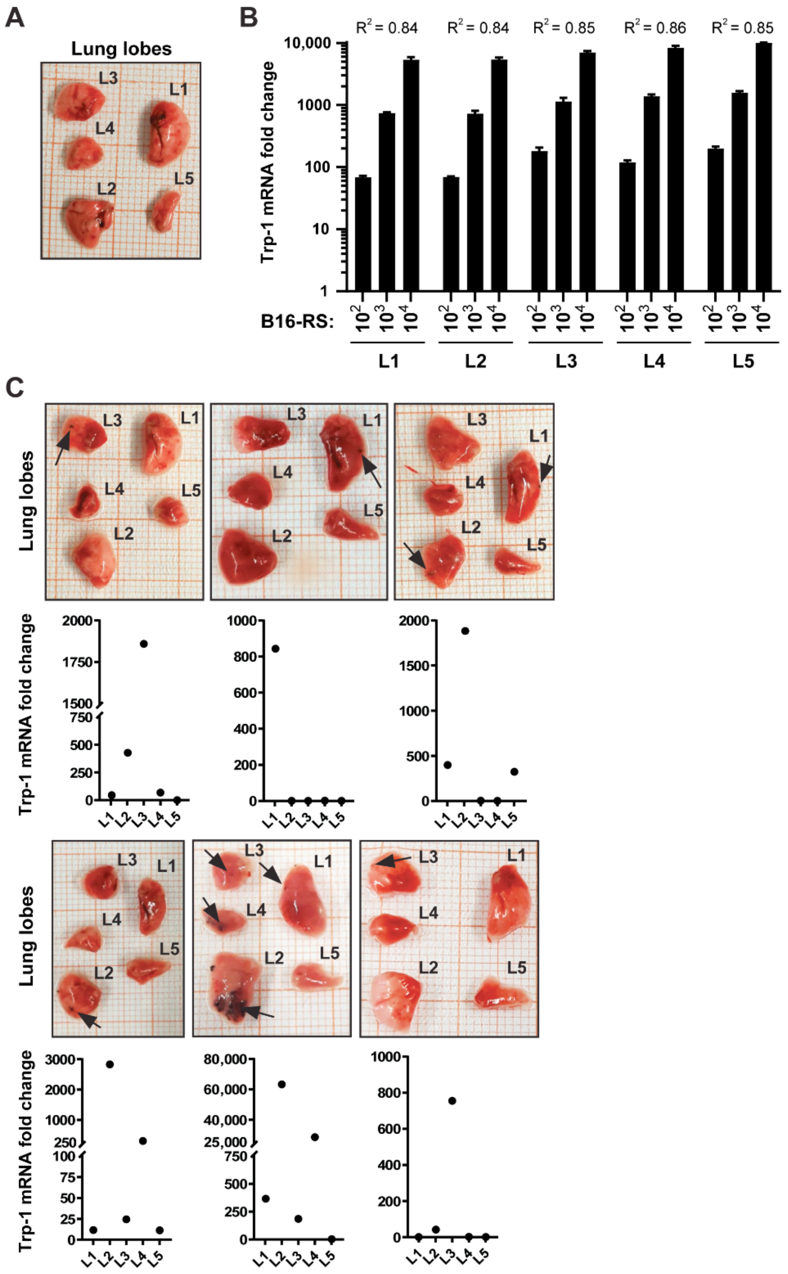 Jcm 10 05459 g002 Jcm 10 05459 g002