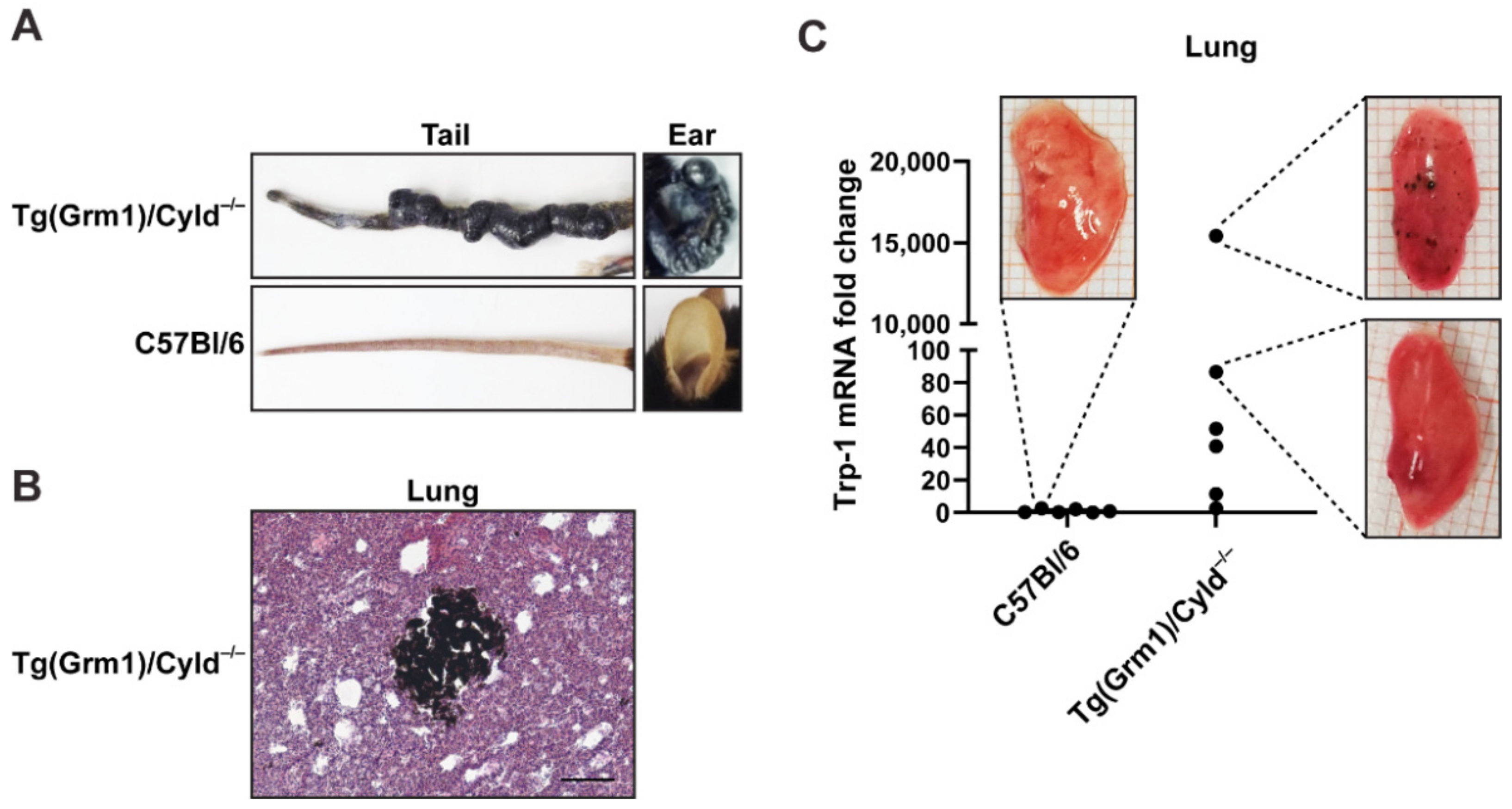 Jcm 10 05459 g003 Jcm 10 05459 g003